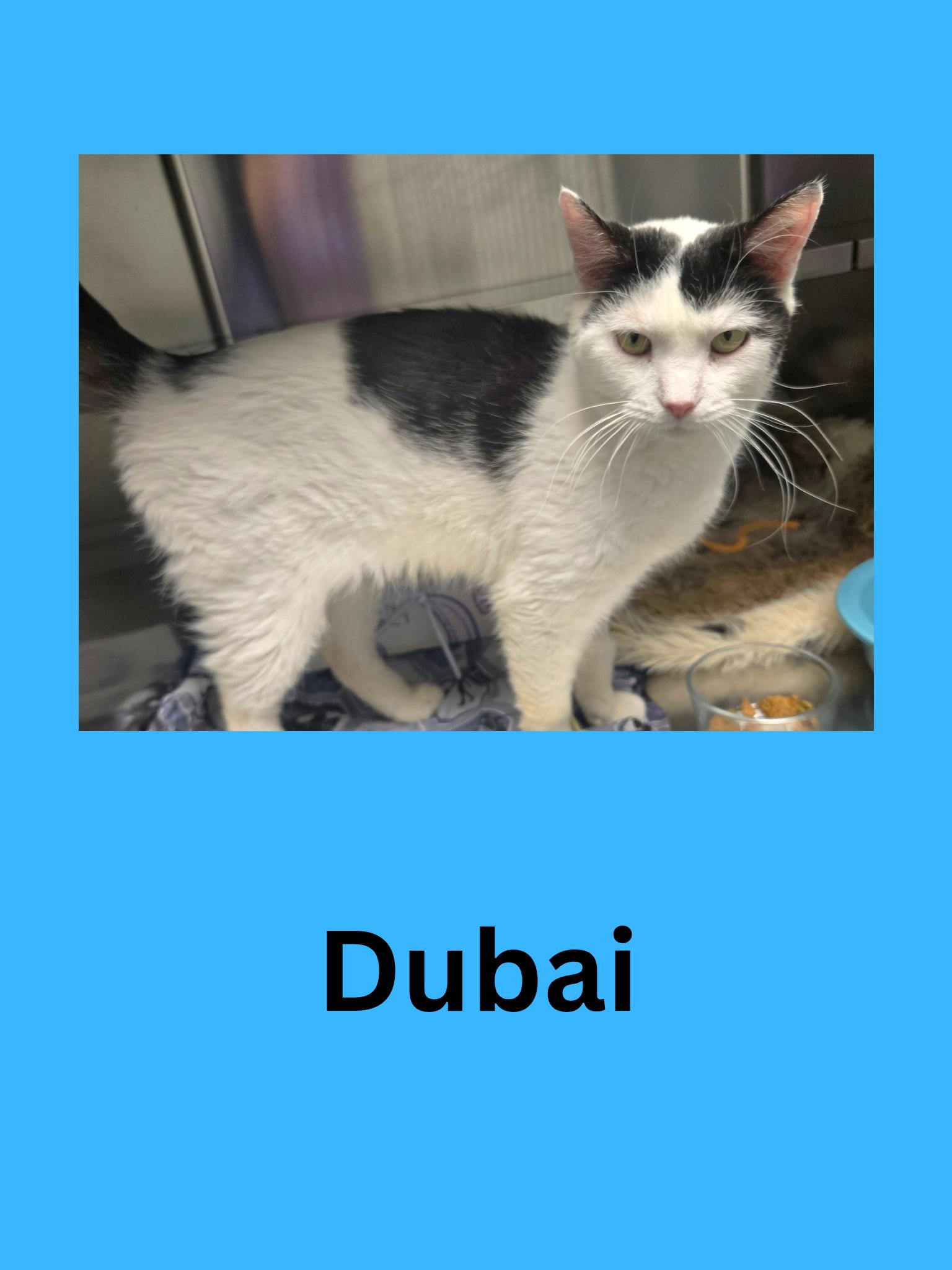 Dubai, ADOPTABLE, Adult Male Domestic Short Hair.
