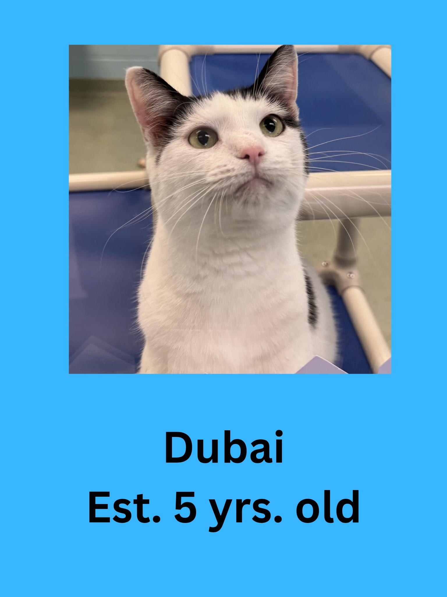 Enlarge Dubai, an adoptable Domestic Short Hair in Ravenna, OH image 1/1
