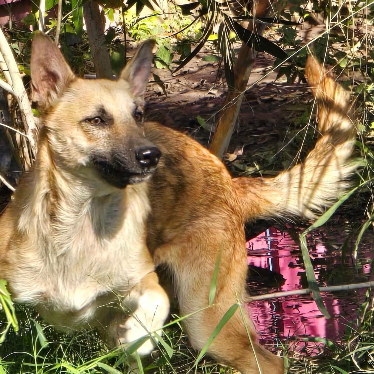 Wolfie — thumbnail 4