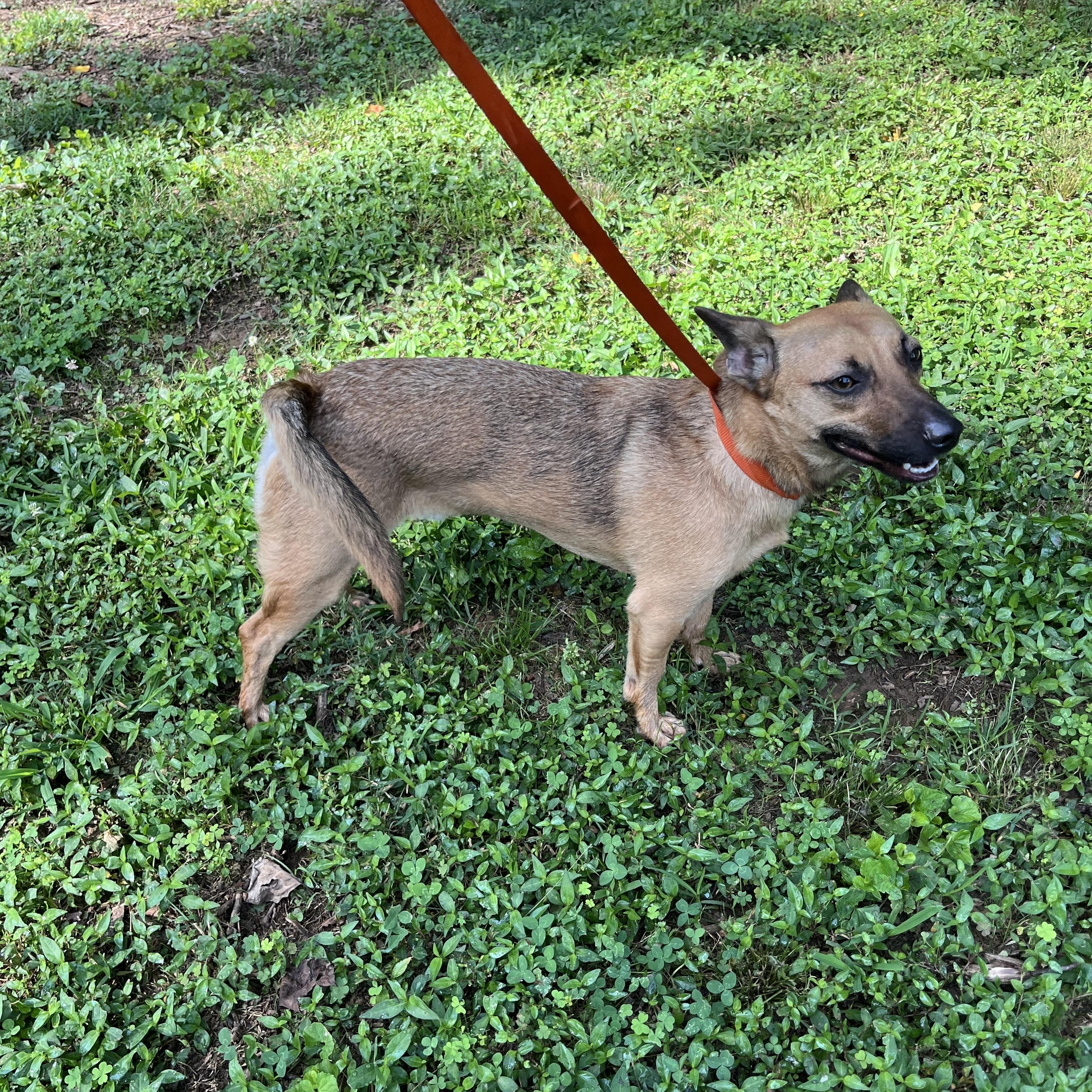 Randy, a Adoptable mixed breed in Rock Hill, SC image 2/5