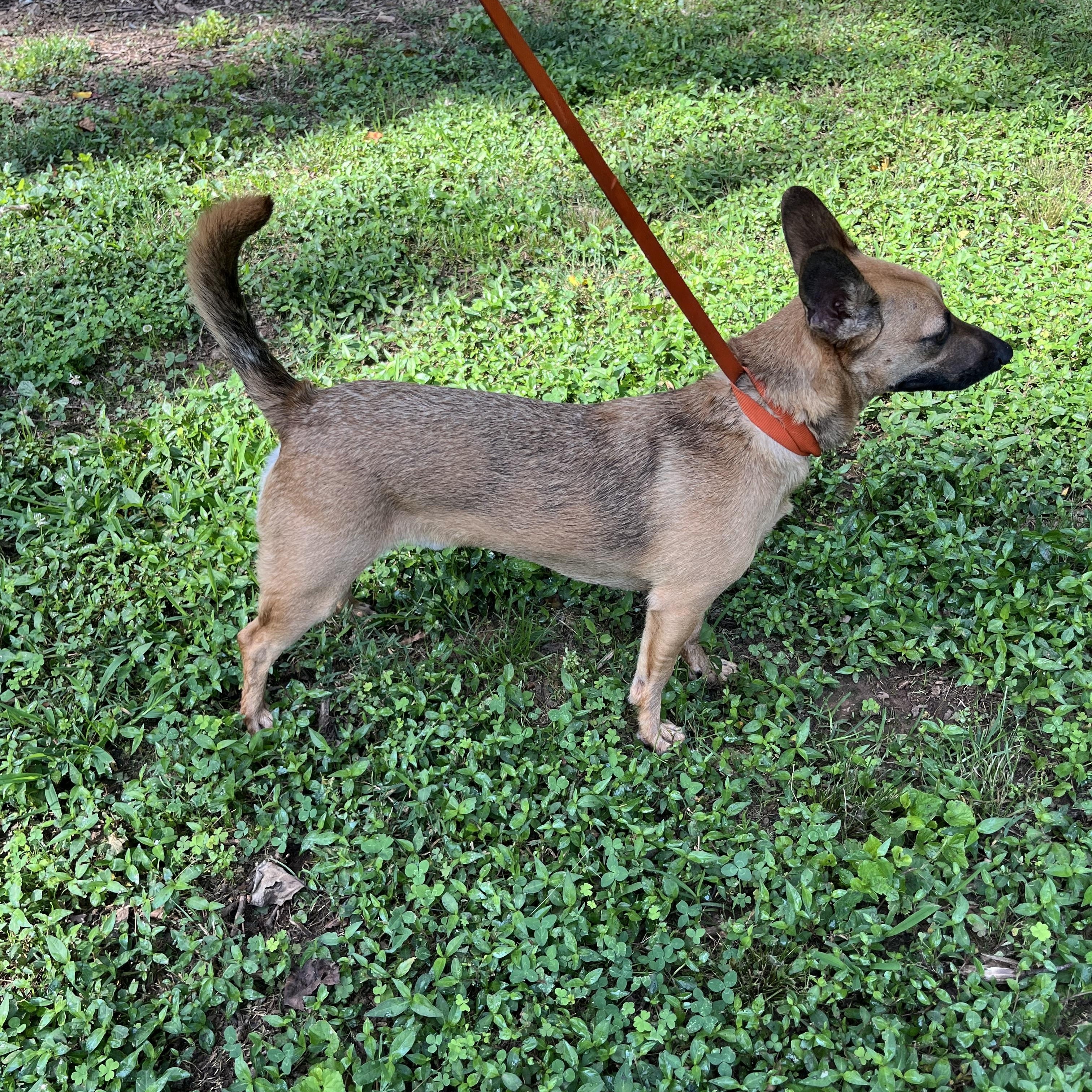 Randy, a Adoptable mixed breed in Rock Hill, SC image 3/5