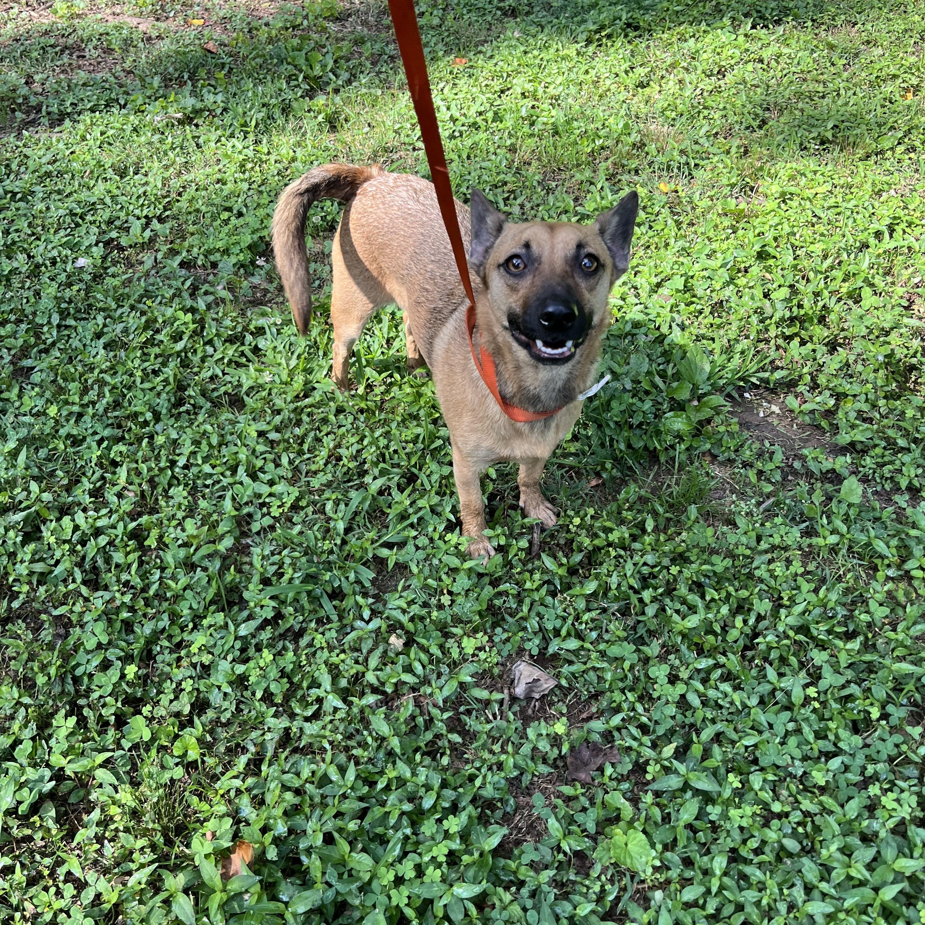 Randy, Adoptable, Young Male Chihuahua.