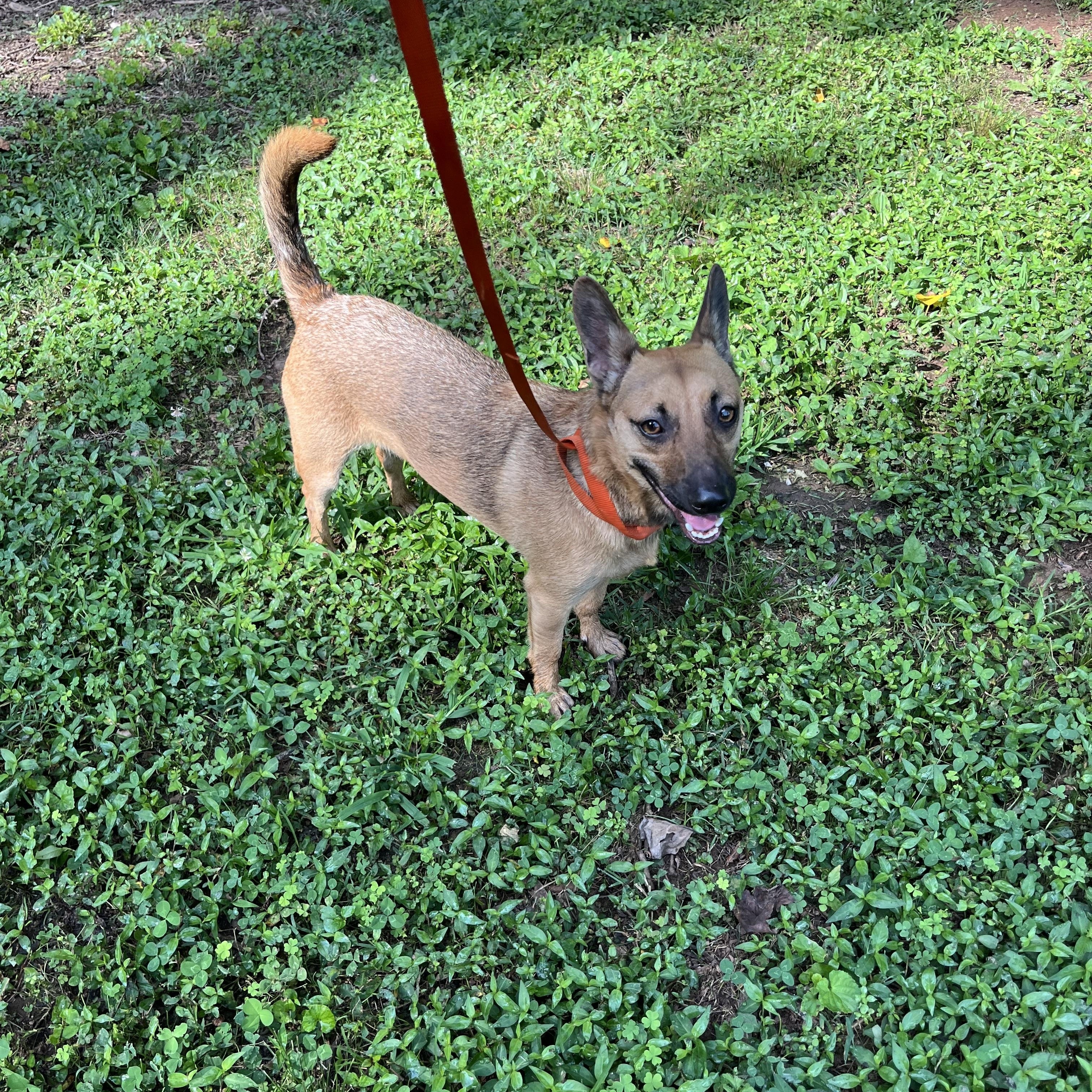 Randy, a Adoptable mixed breed in Rock Hill, SC image 4/5