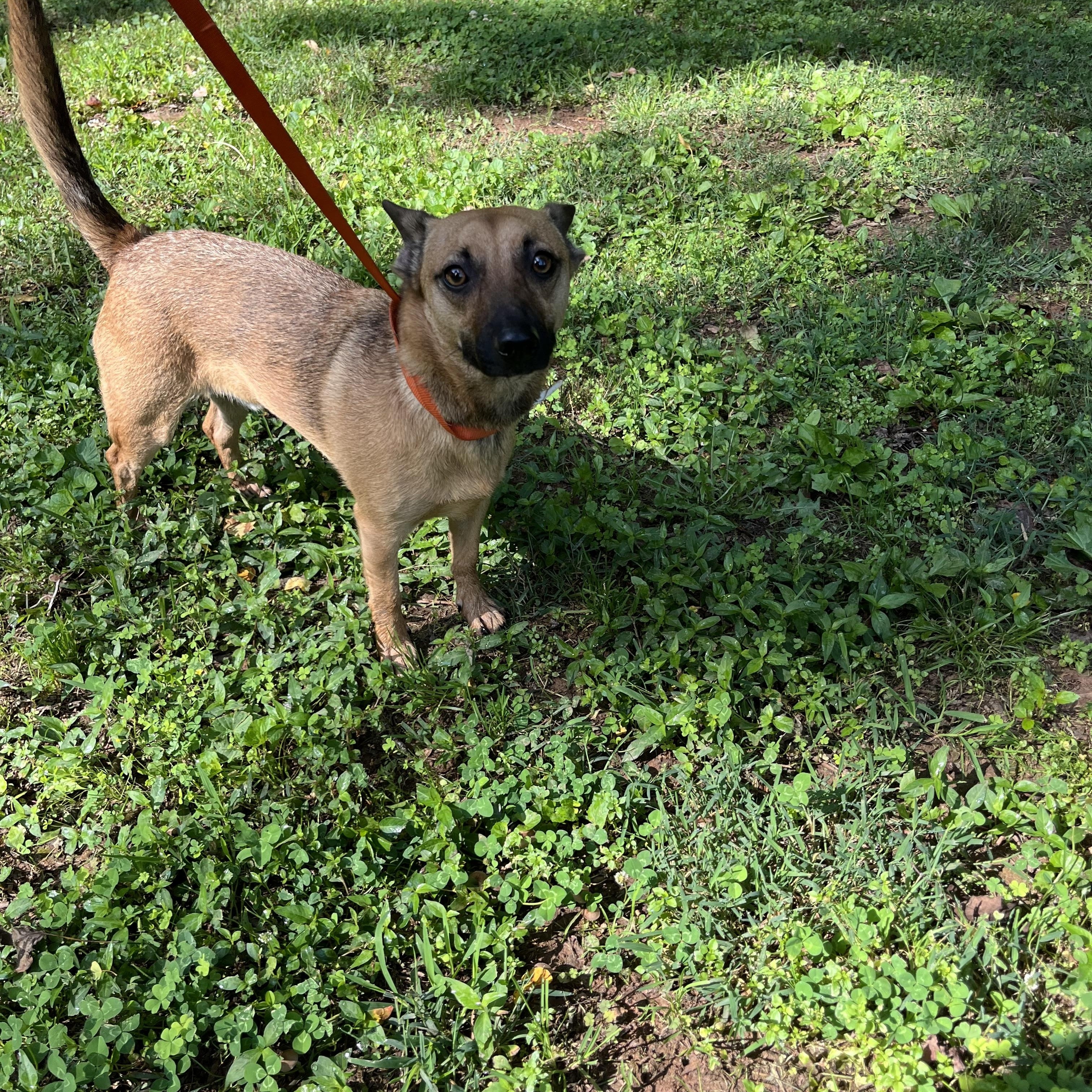 Randy, a Adoptable mixed breed in Rock Hill, SC image 5/5