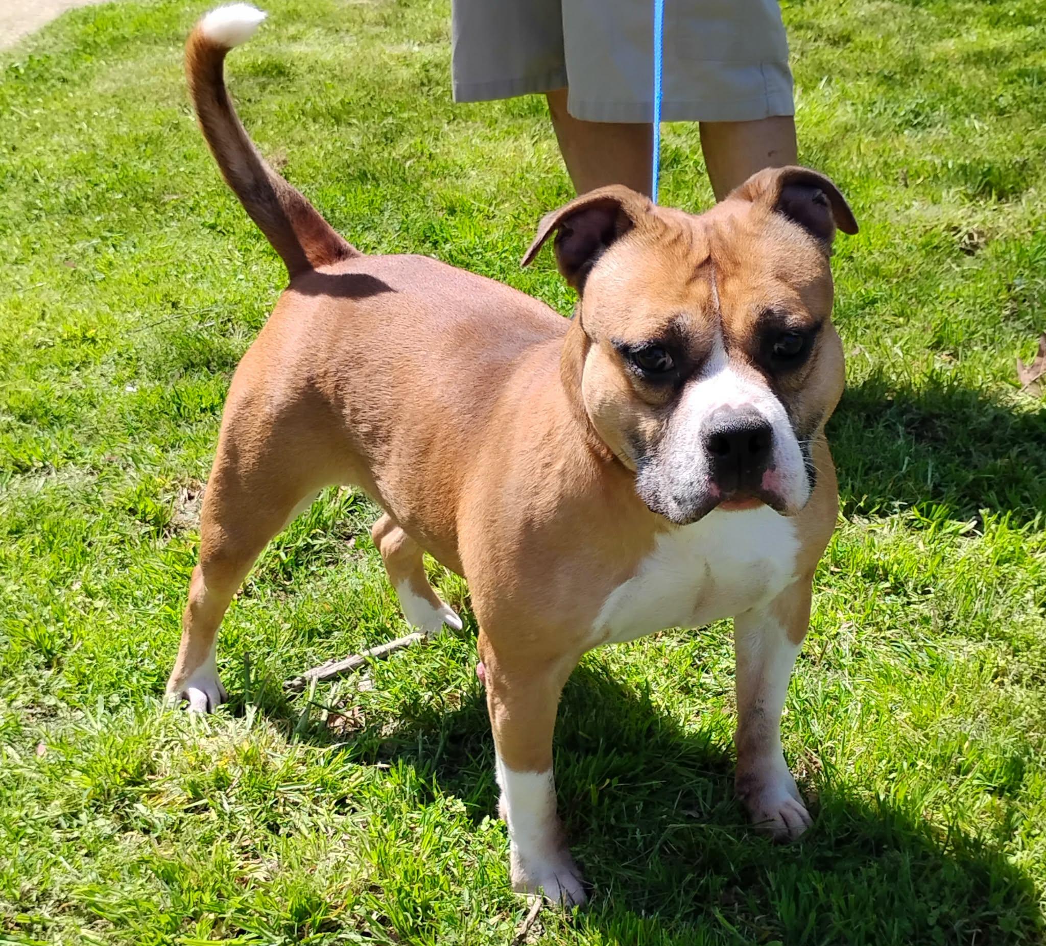 Layla Roxie, Adoptable, Adult Female American Bulldog.