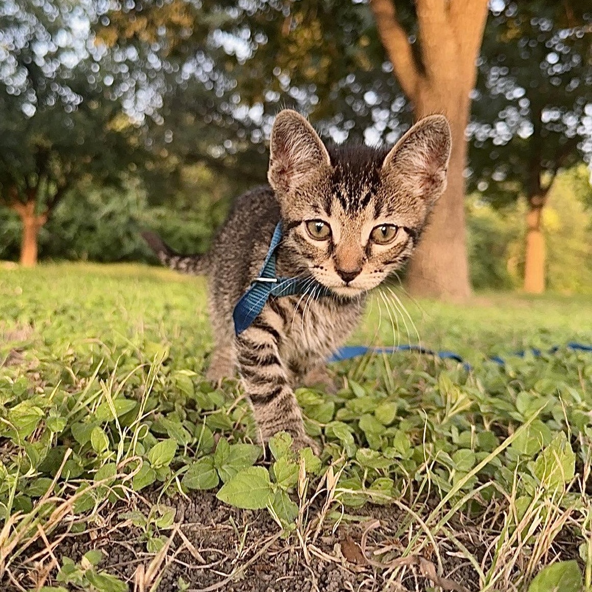 Chad, Baby Male American Shorthair