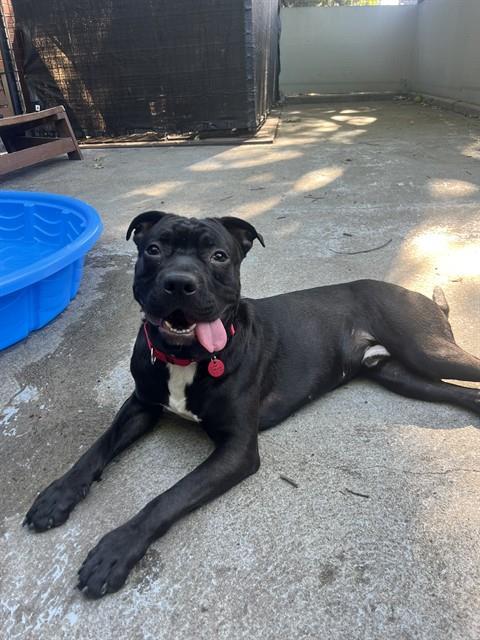 JELLO, Adoptable, Young Male Pit Bull Terrier & Mixed Breed.