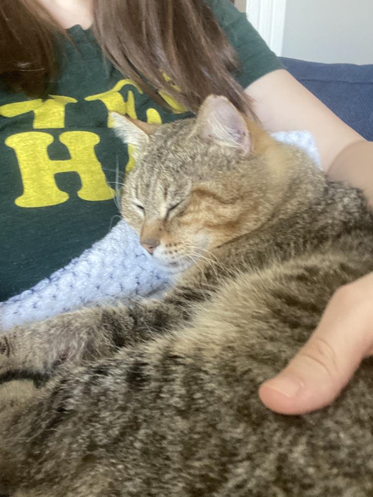 Enlarge Kitty Cent, a Adoptable mixed breed in Plumerville, AR image 1/4