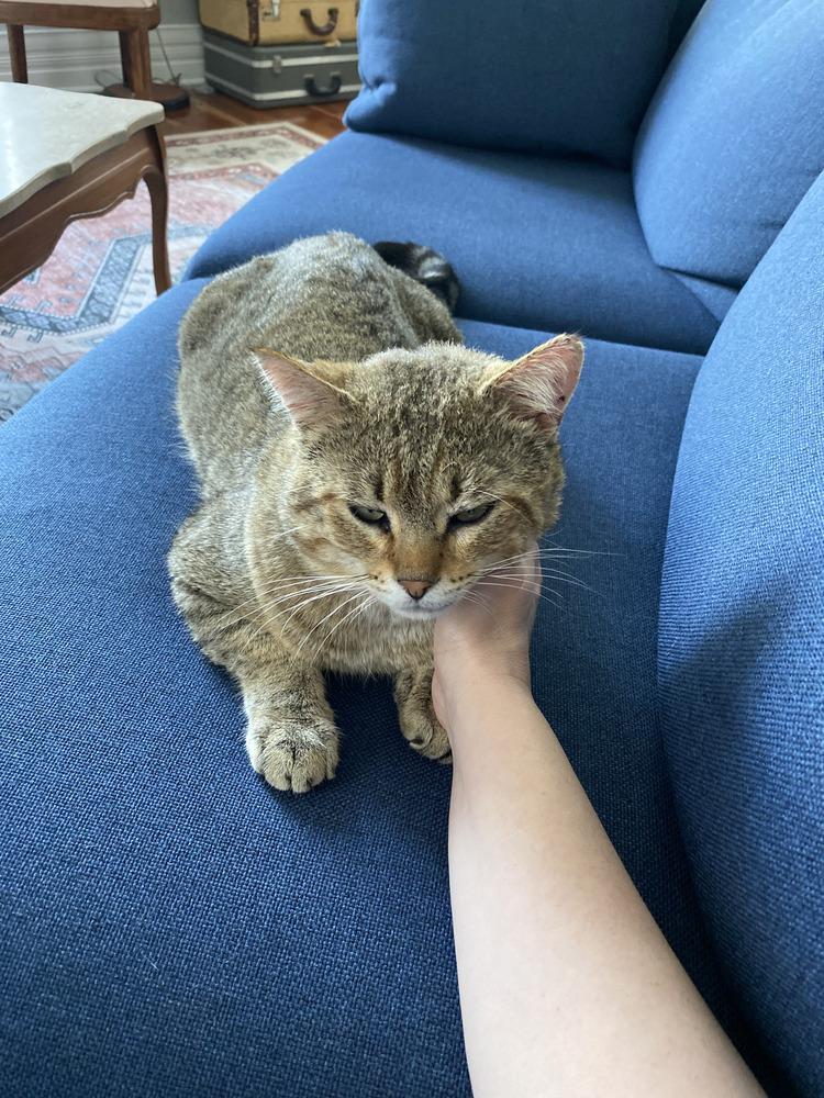 Enlarge Kitty Cent, a Adoptable mixed breed in Plumerville, AR image 2/4