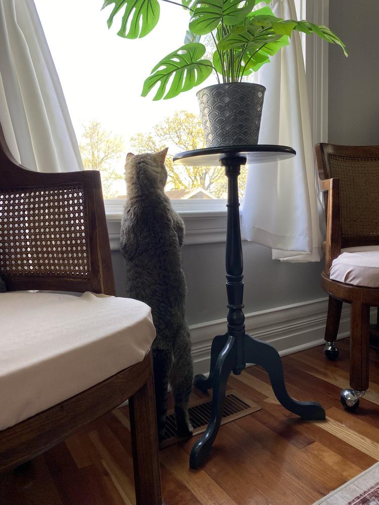 Enlarge Kitty Cent, a Adoptable mixed breed in Plumerville, AR image 3/4