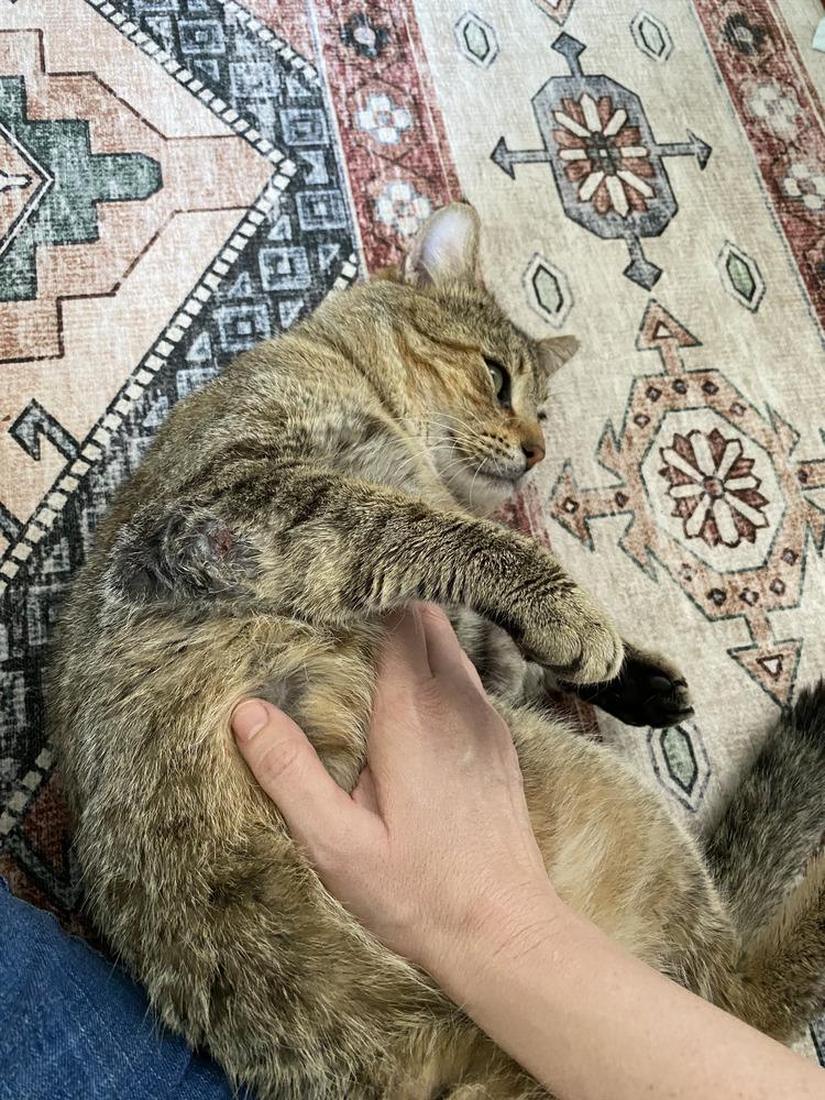 Enlarge Kitty Cent, a Adoptable mixed breed in Plumerville, AR image 4/4