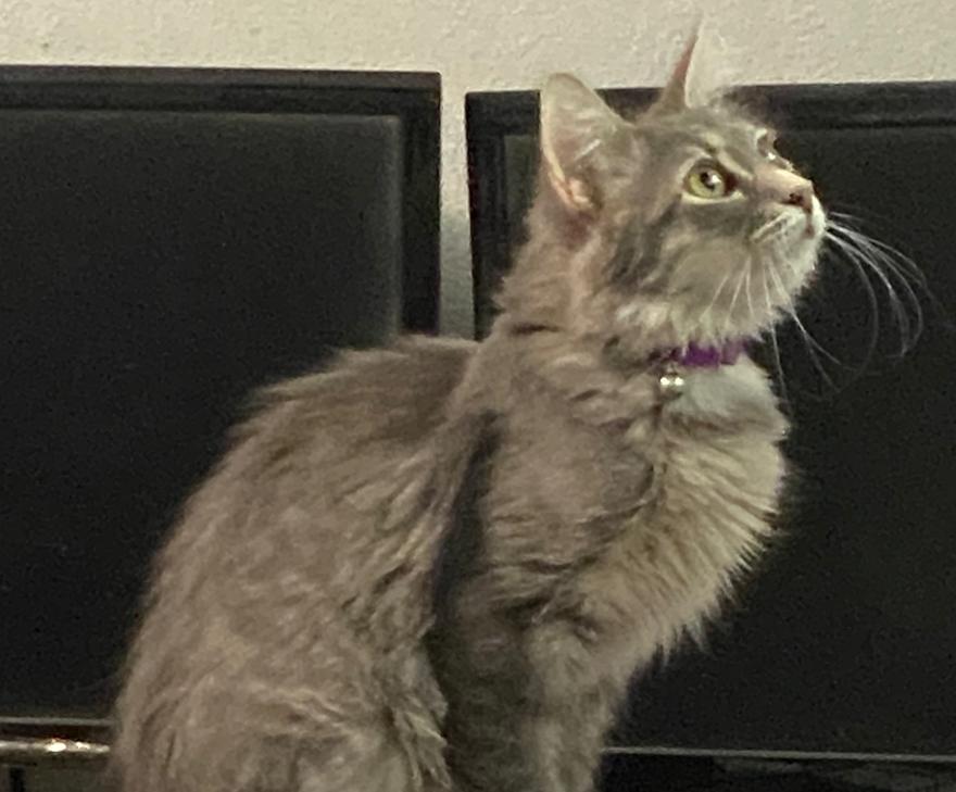 Enlarge Mimic, a Adoptable Domestic Long Hair in Phoenix, AZ image 2/3