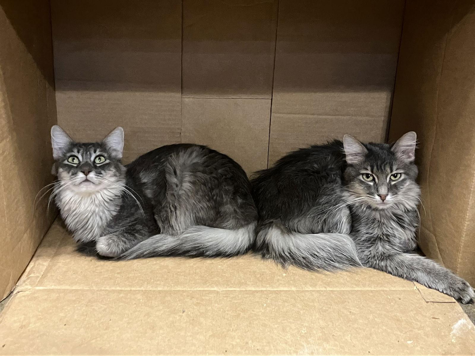 Mimic, Adoptable, Young Female Domestic Long Hair.