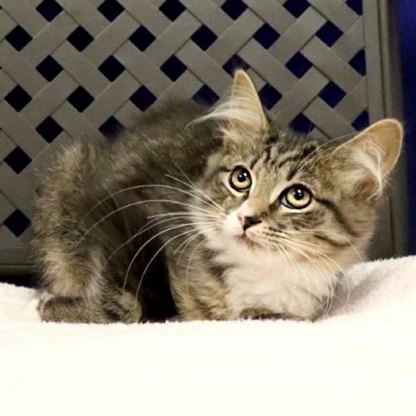 Coco Nut, a Adoptable mixed breed in Fort Davis, TX image 1/2