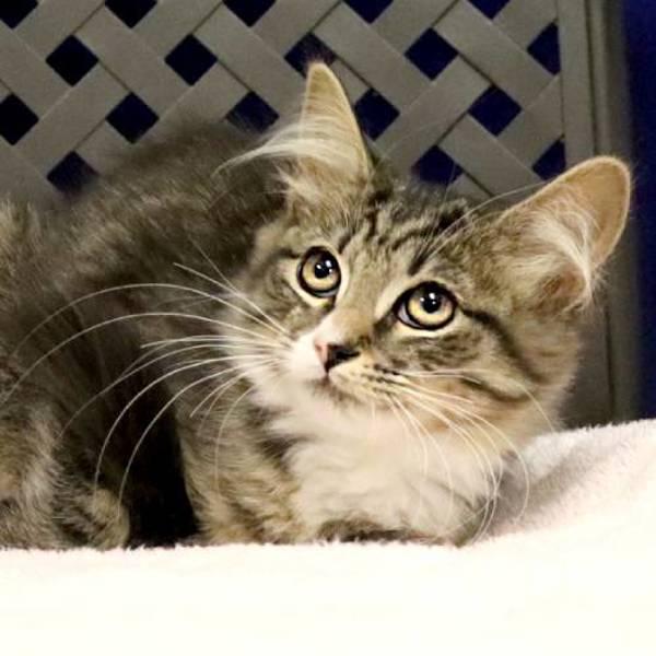 Coco Nut, a Adoptable mixed breed in Fort Davis, TX image 2/2