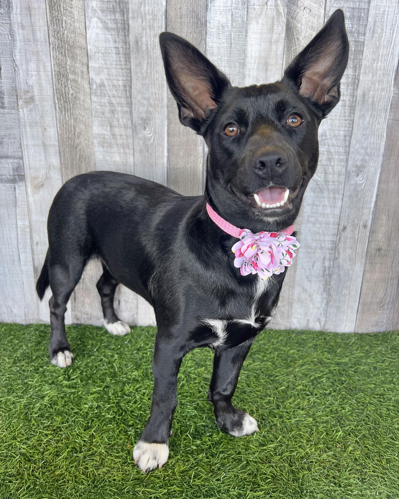 Enlarge Marie, a Adoptable mixed breed in Corona, CA image 1/3