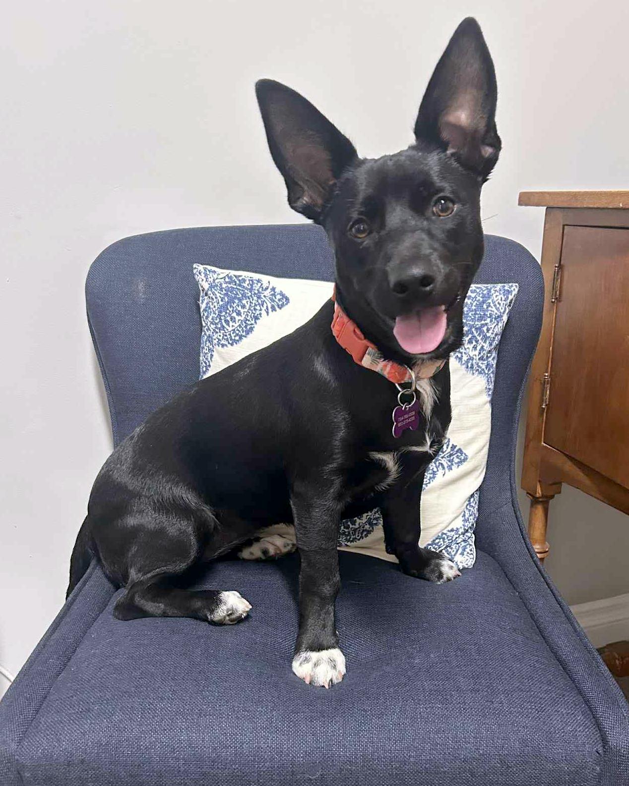 Enlarge Marie, a Adoptable mixed breed in Corona, CA image 3/3