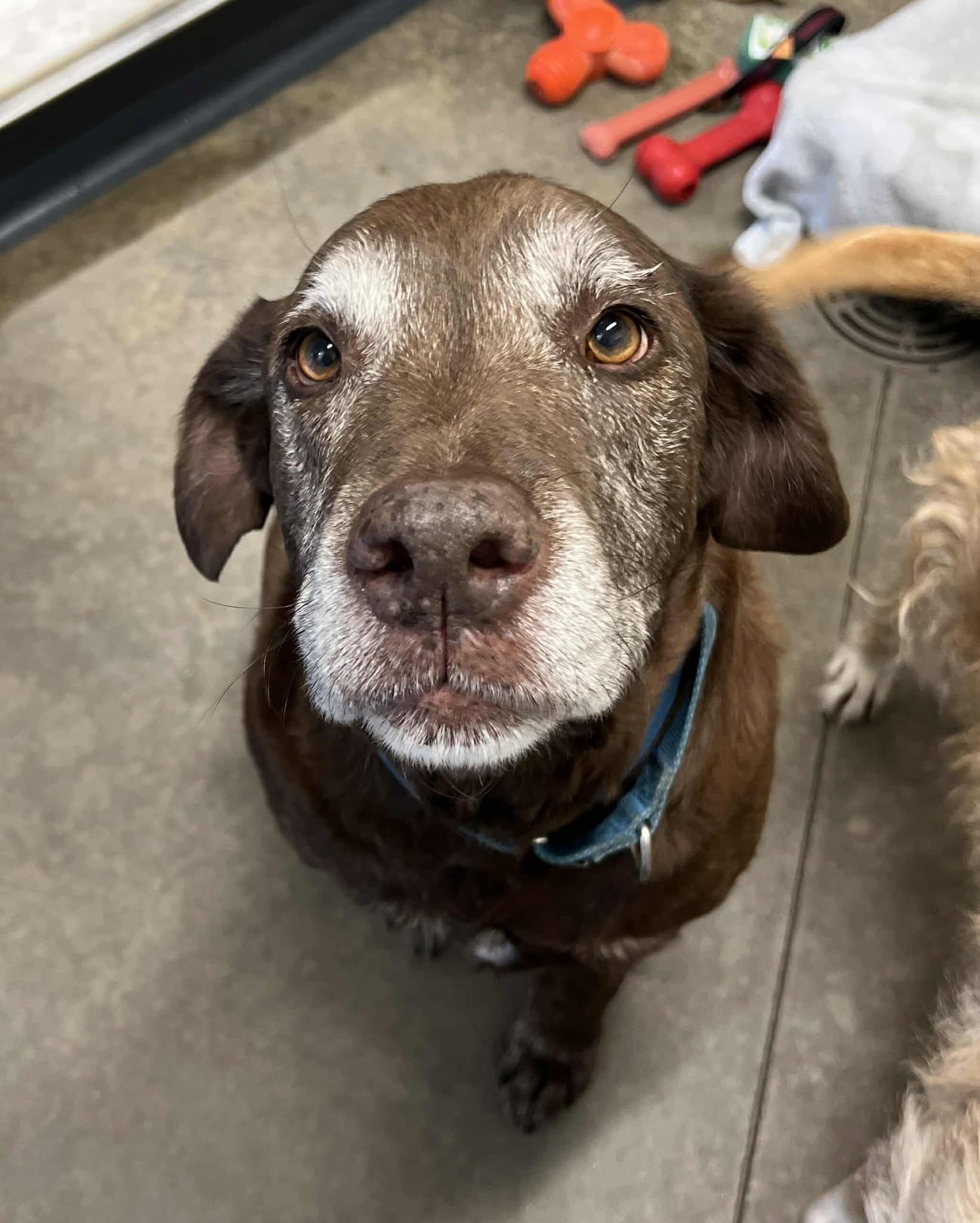 Spain, an adoptable Chocolate Labrador Retriever in Elizabethtown, NY image 1/3