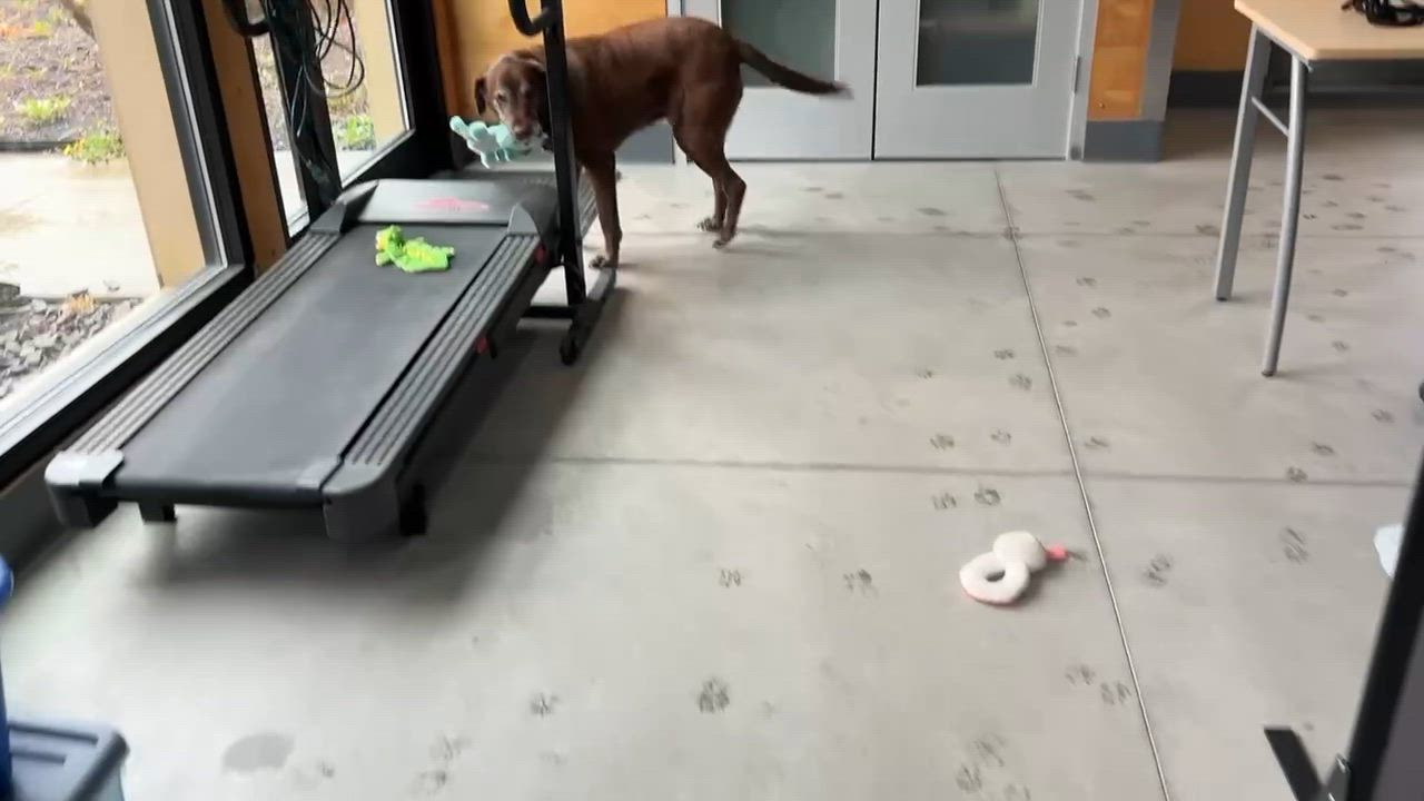 Enlarge Spain, an adoptable Chocolate Labrador Retriever in Elizabethtown, NY video 3/3