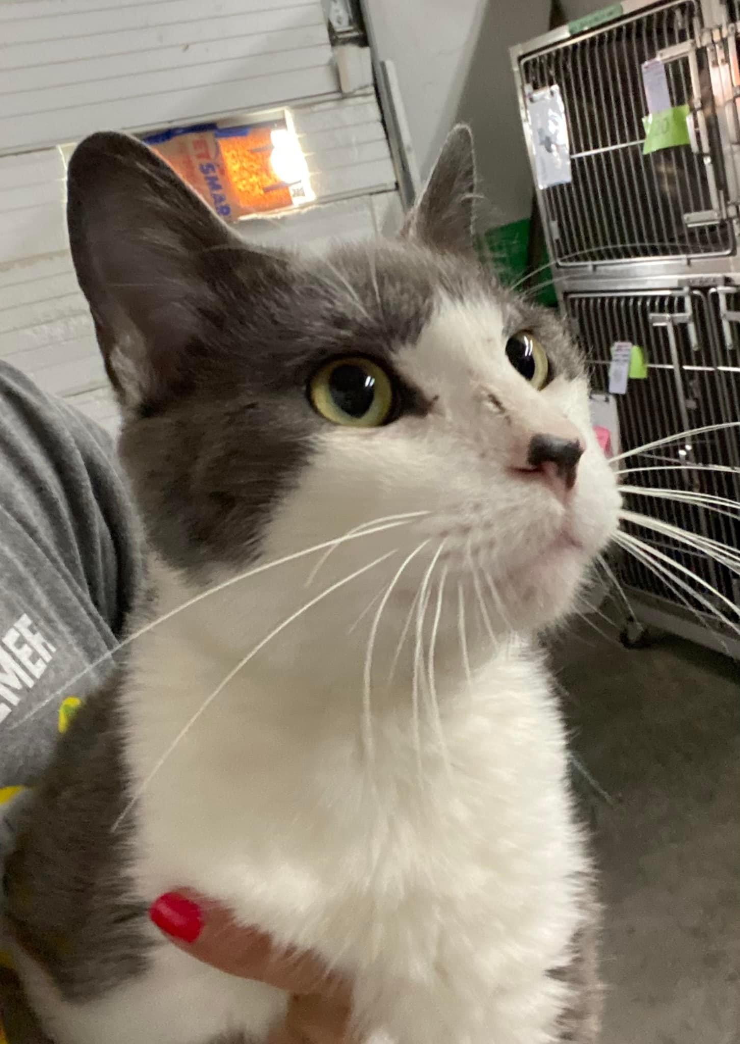 Enlarge Declan, an adoptable Domestic Short Hair in Grand Rapids, MI image 6/6