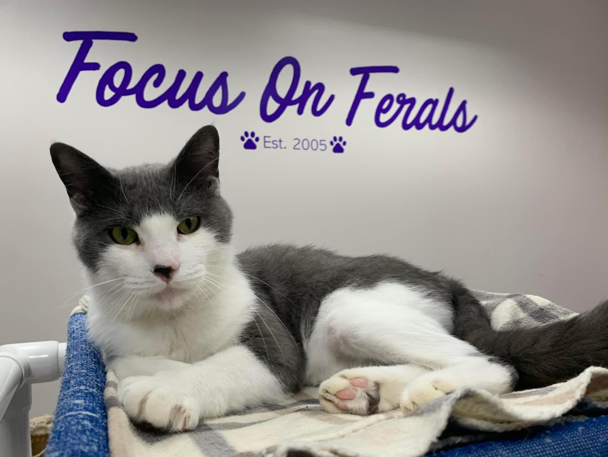 Declan, adoptable, Adult Male Domestic Short Hair.