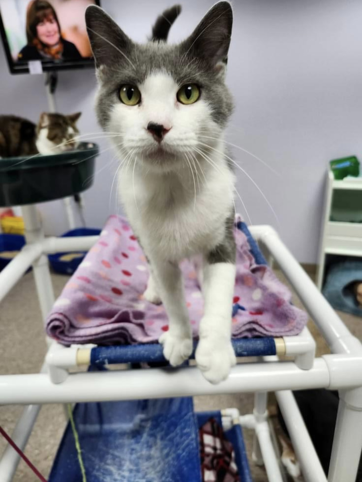 Enlarge Declan, an adoptable Domestic Short Hair in Grand Rapids, MI image 3/6