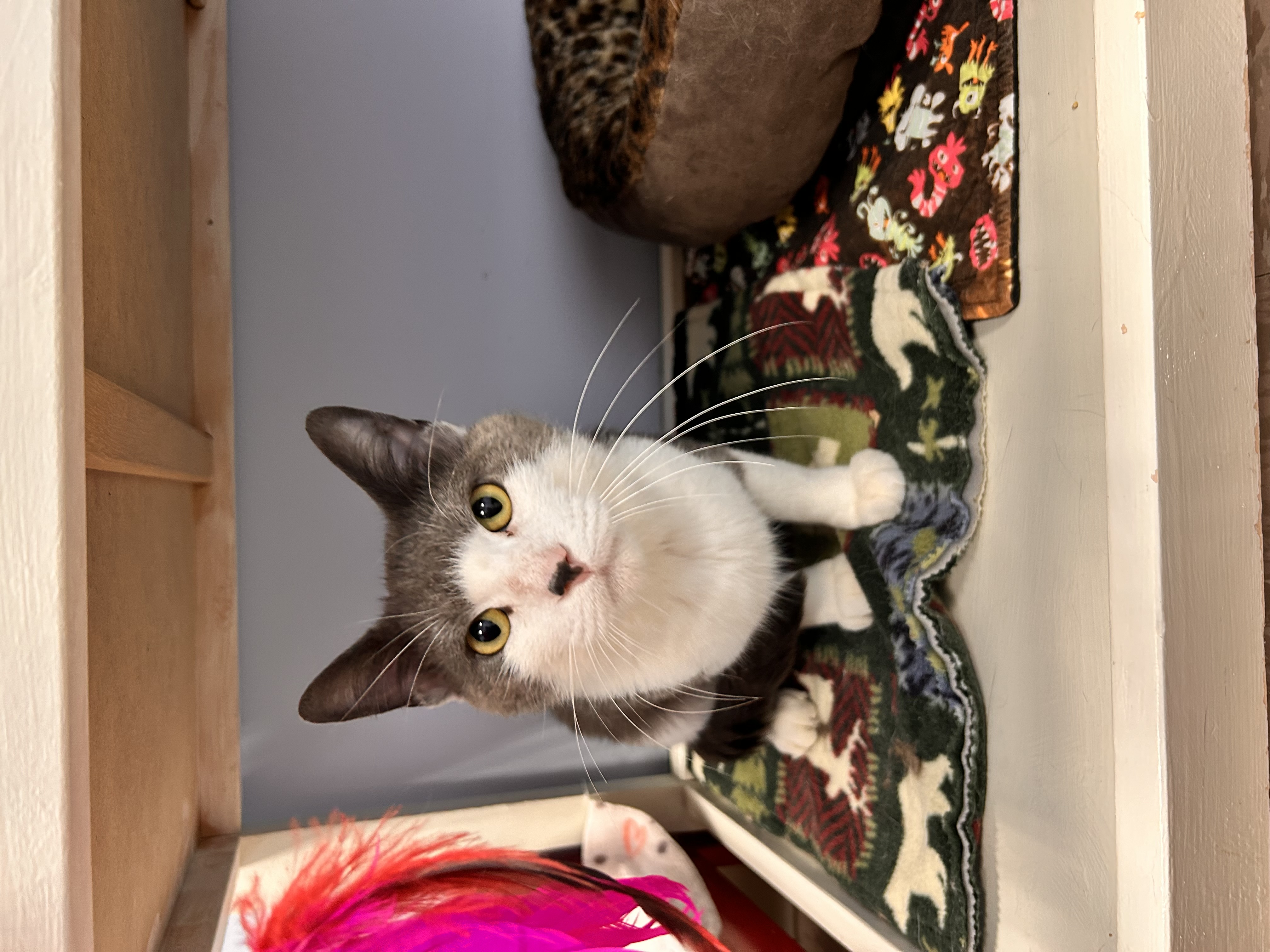 Enlarge Declan, an adoptable Domestic Short Hair in Grand Rapids, MI image 4/6