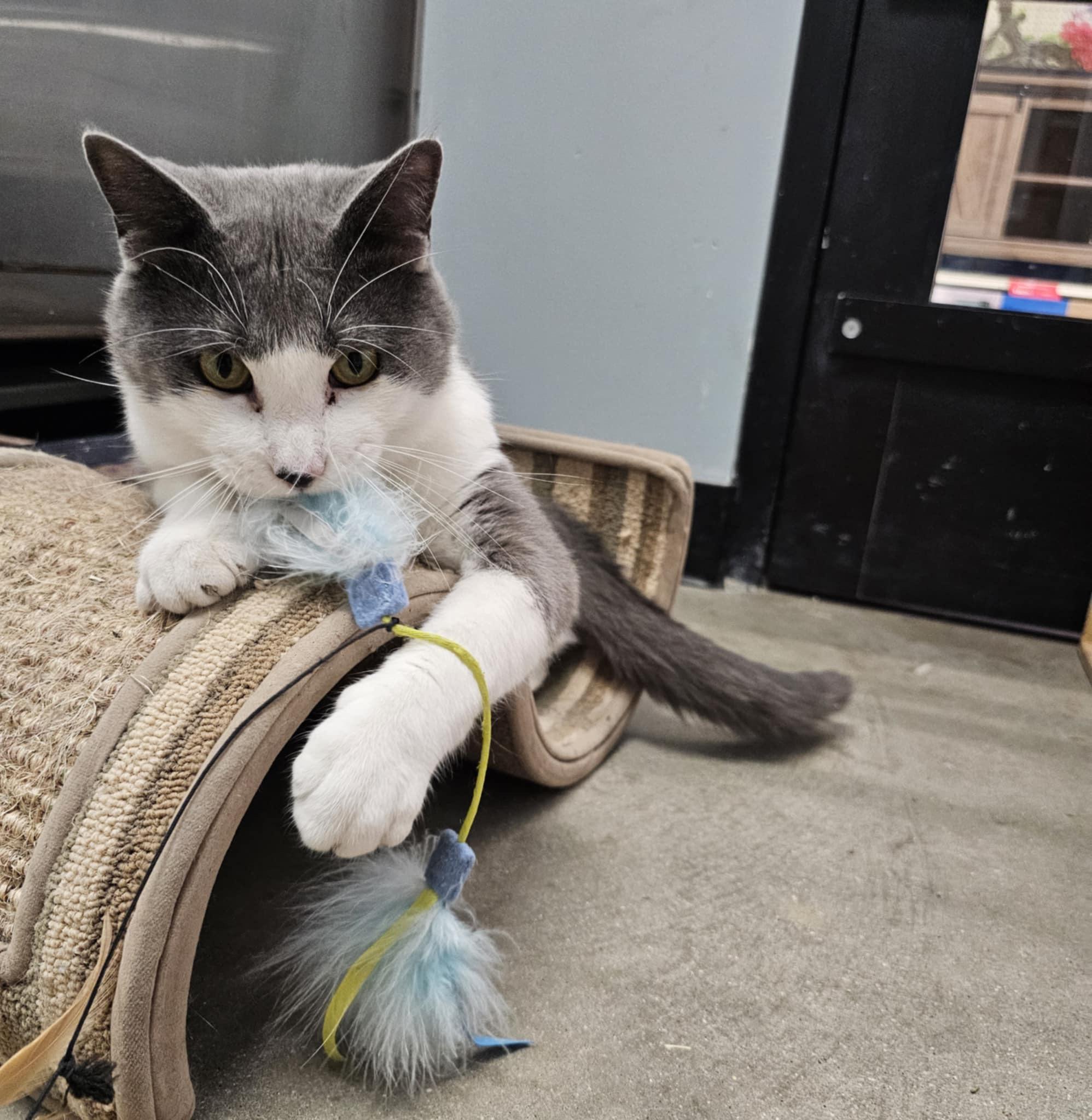 Enlarge Declan, an adoptable Domestic Short Hair in Grand Rapids, MI image 2/6