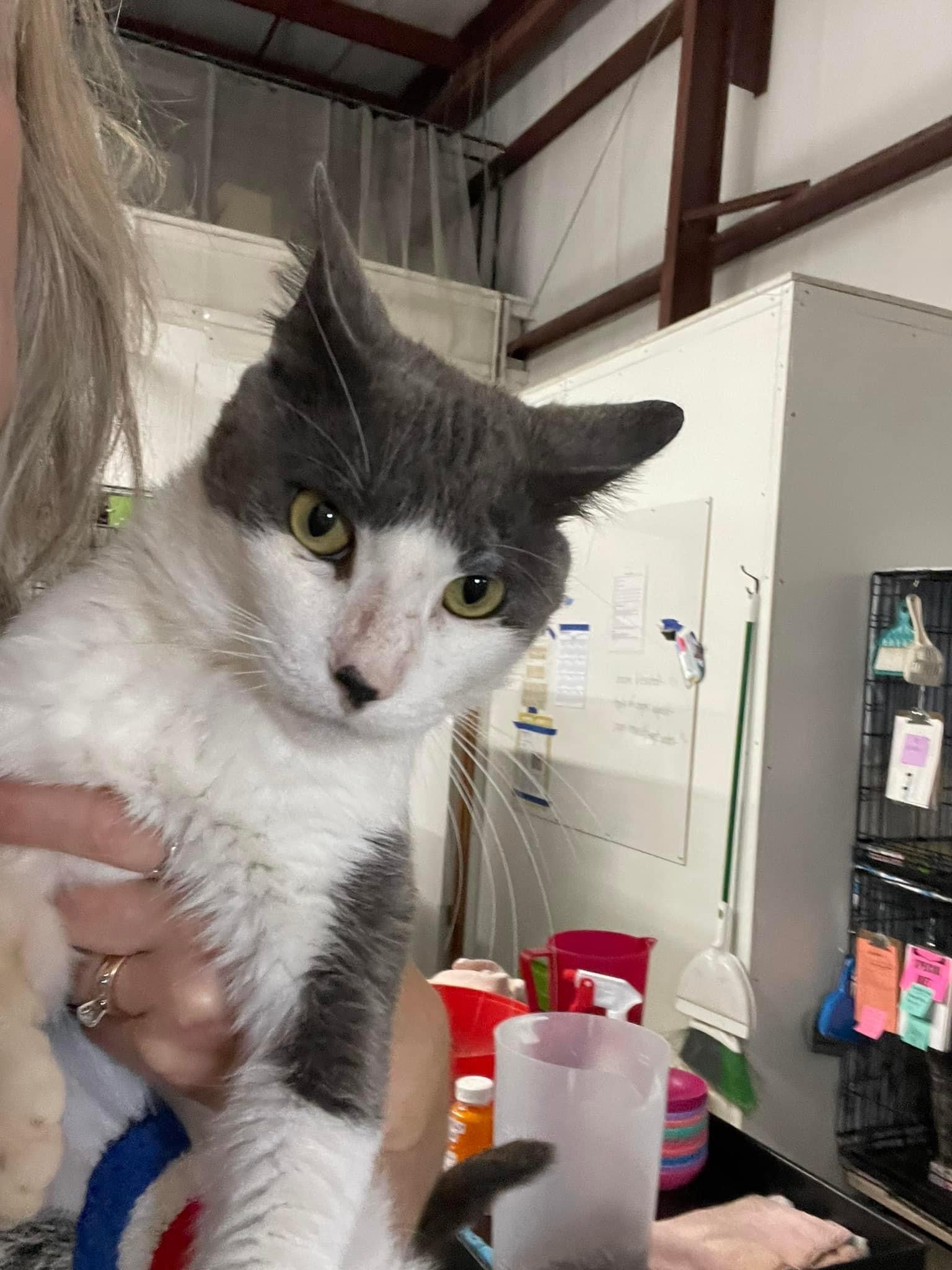 Enlarge Declan, an adoptable Domestic Short Hair in Grand Rapids, MI image 5/6