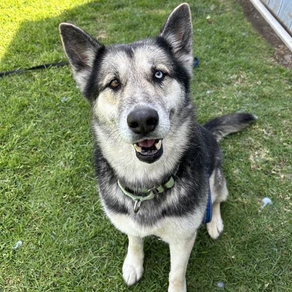 Kenzi, Adoptable, Adult Female Husky & Mixed Breed.