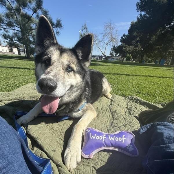 Kenzi, Adoptable, Adult Female Husky & Mixed Breed.