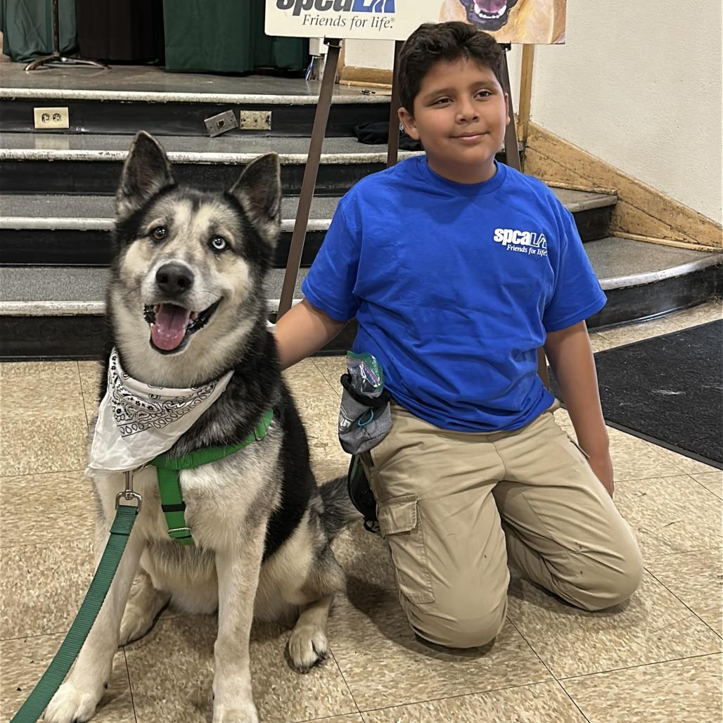 Kenzi, Adoptable, Adult Female Husky & Mixed Breed.