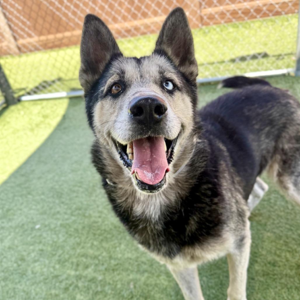 Enlarge Kenzi, a Adoptable mixed breed in Hawthorne, CA image 1/1