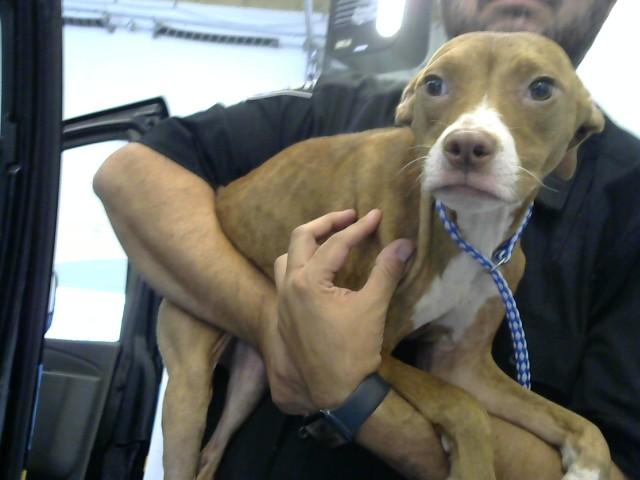 MEADOW, Adoptable, Young Female Pit Bull Terrier & Mixed Breed.