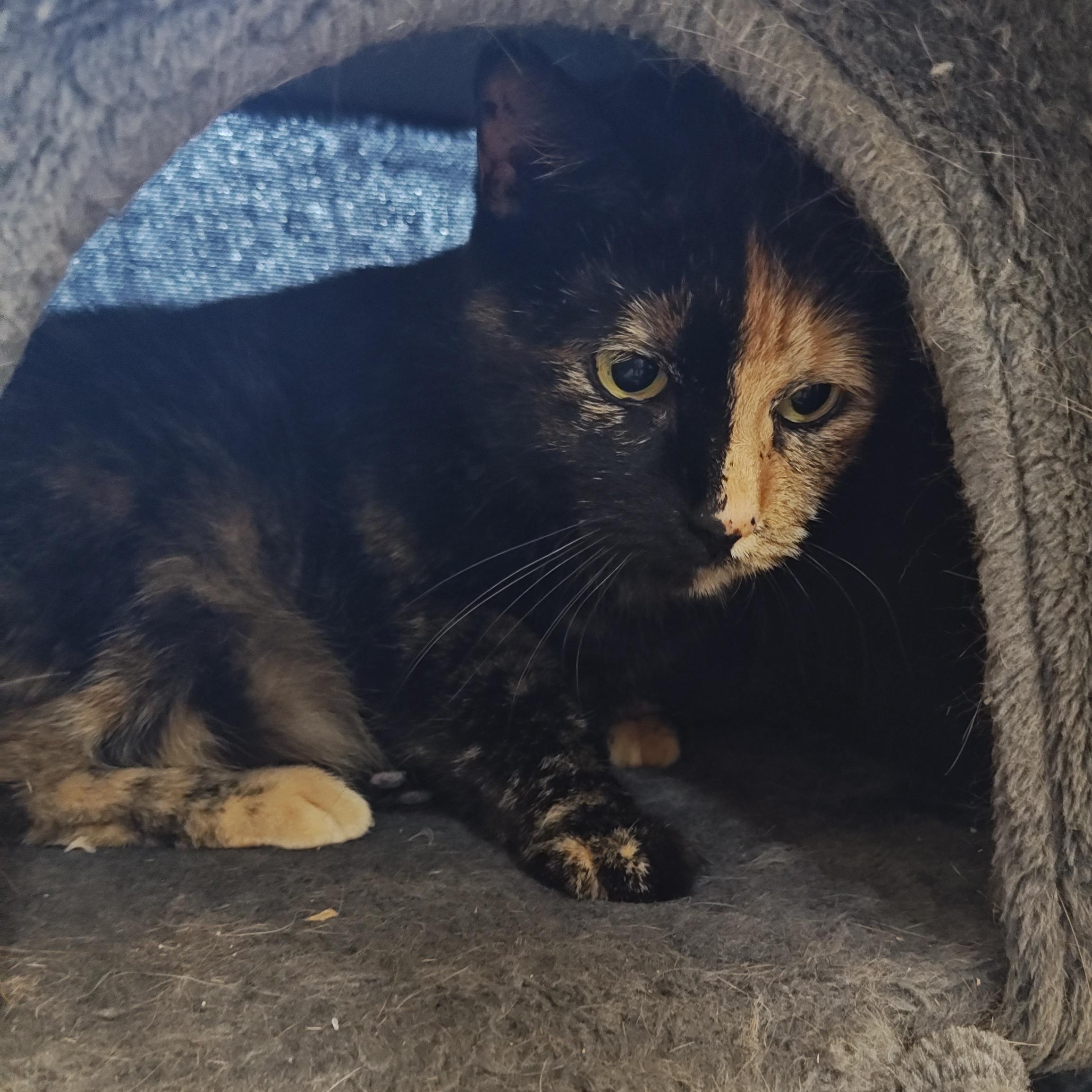 Polly, an adoptable Domestic Short Hair in Wahpeton, ND, 58075 | Photo Image 3