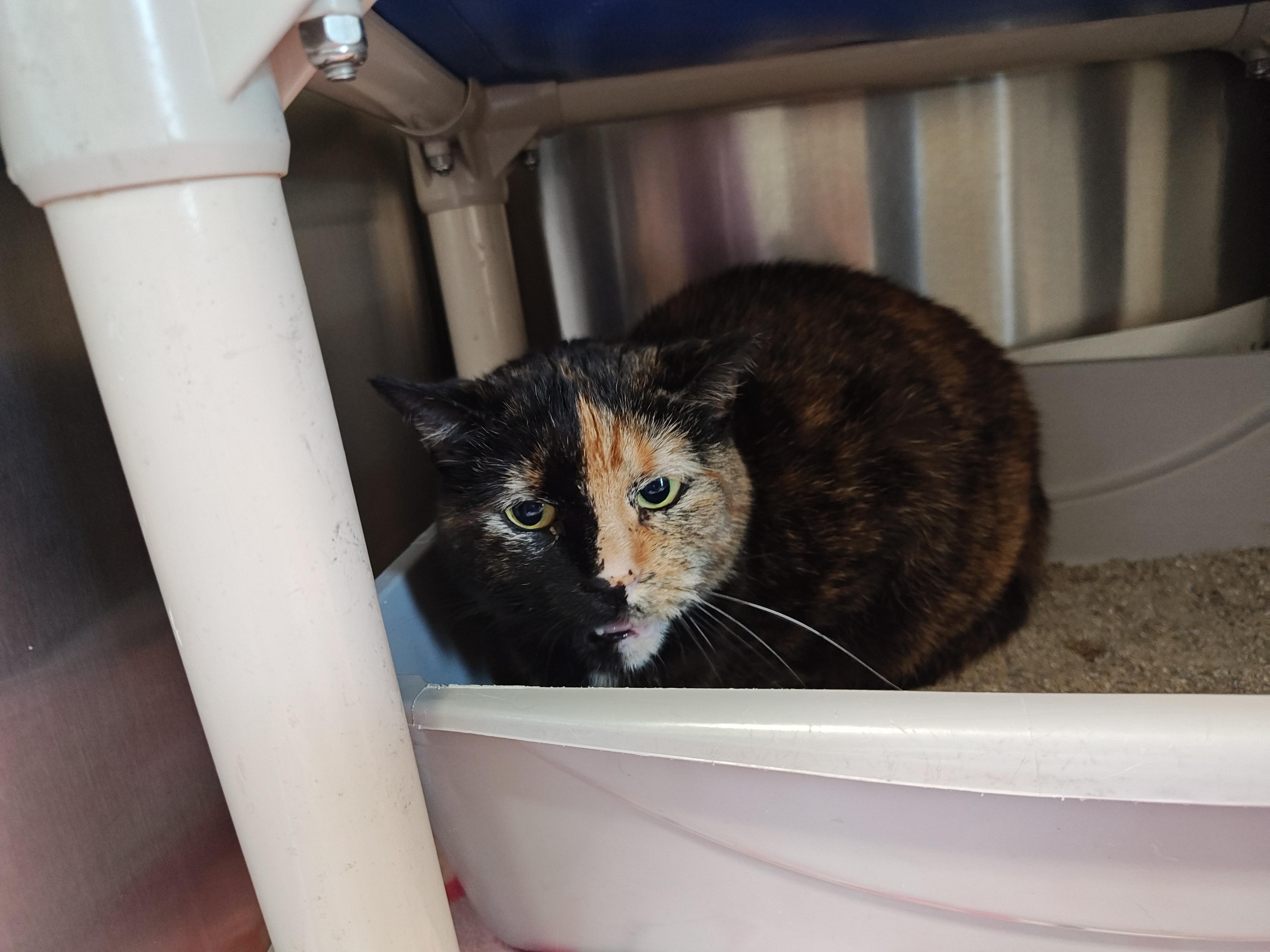 Polly, an adoptable Domestic Short Hair in Wahpeton, ND, 58075 | Photo Image 6