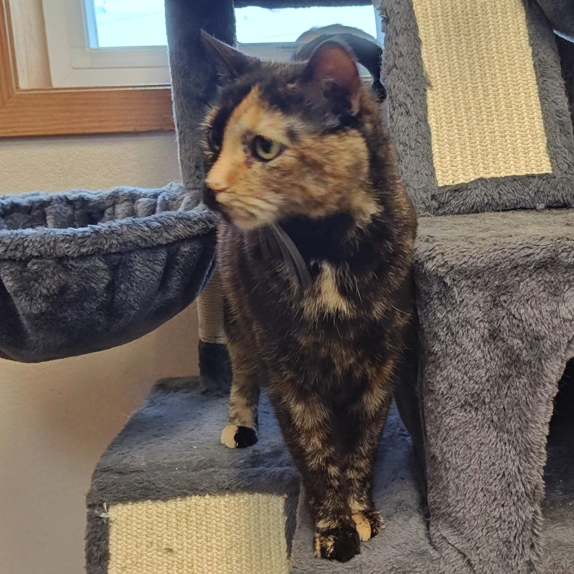 Polly, an adoptable Domestic Short Hair in Wahpeton, ND, 58075 | Photo Image 2