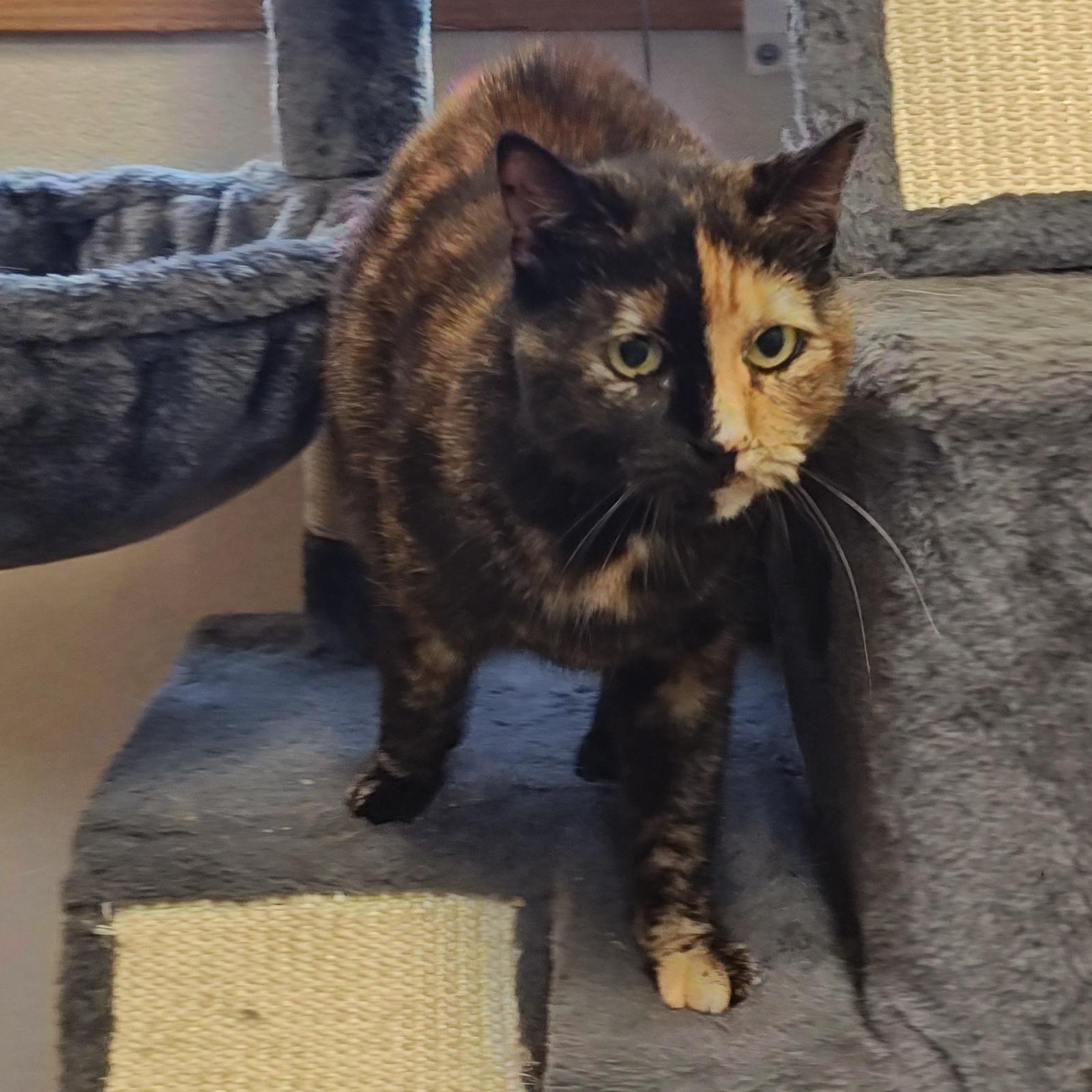 Polly, an adoptable Domestic Short Hair in Wahpeton, ND, 58075 | Photo Image 1