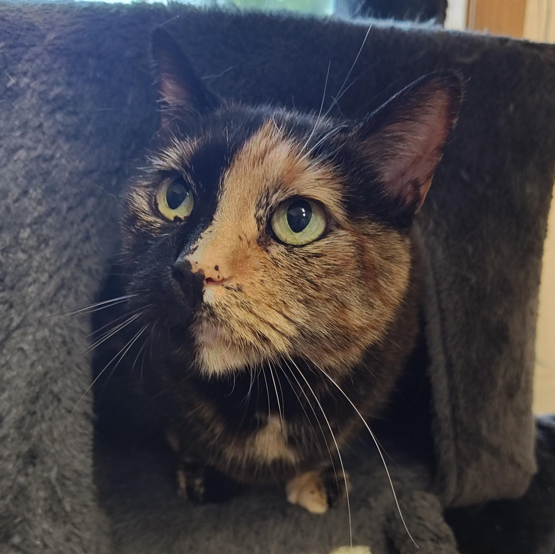 Polly, an adoptable Domestic Short Hair in Wahpeton, ND, 58075 | Photo Image 4