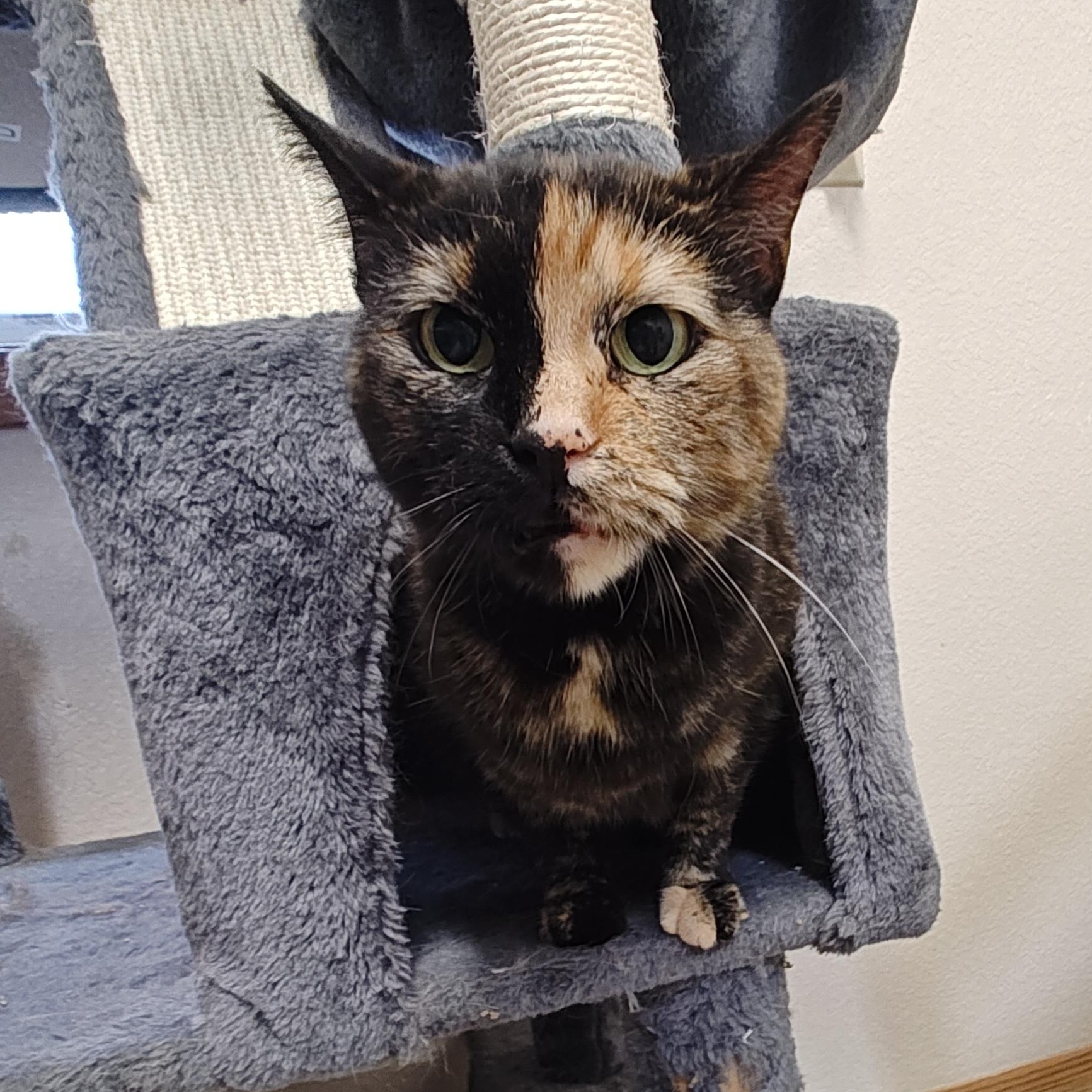 Polly, an adoptable Domestic Short Hair in Wahpeton, ND, 58075 | Photo Image 5
