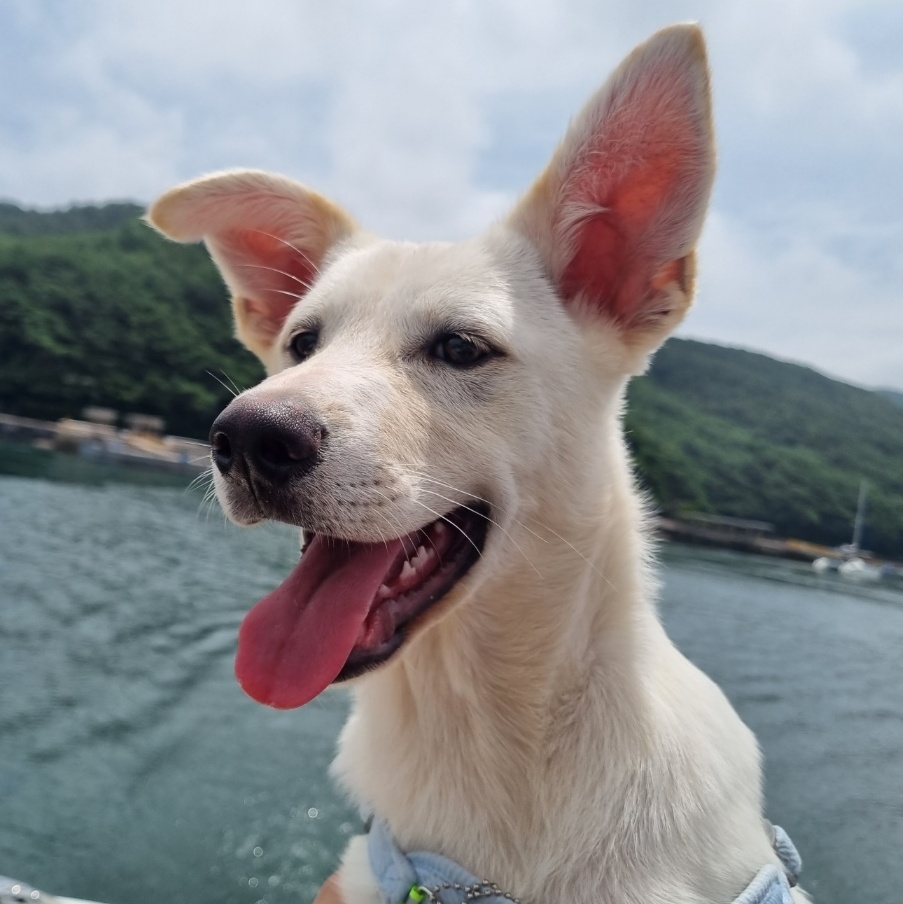 Enlarge Claude, a Adoptable mixed breed image 1/6