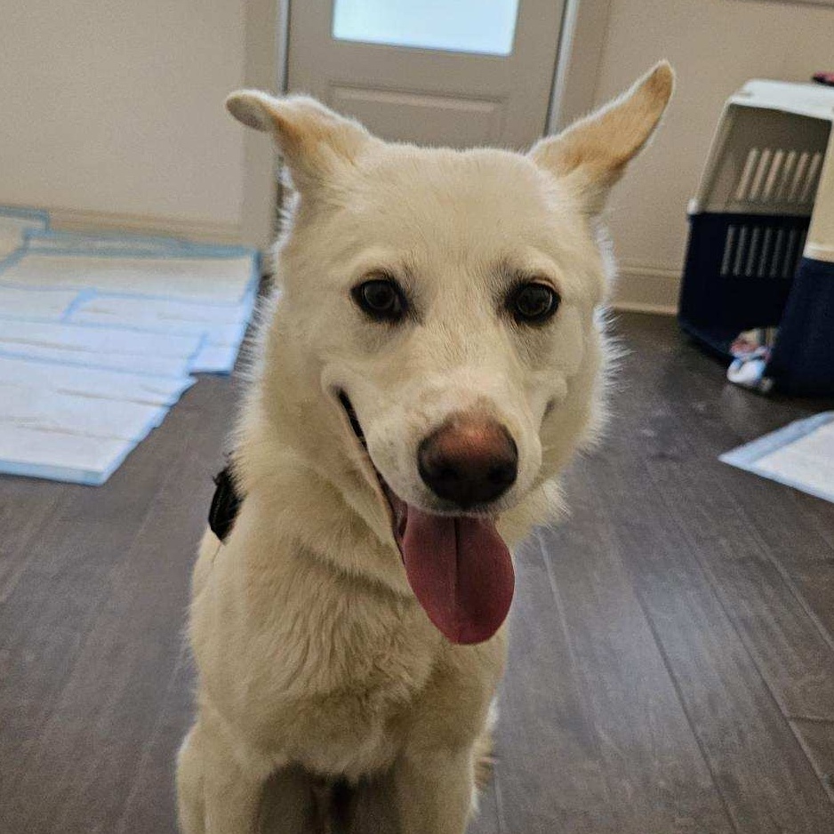 Enlarge Claude, a Adoptable mixed breed image 5/6