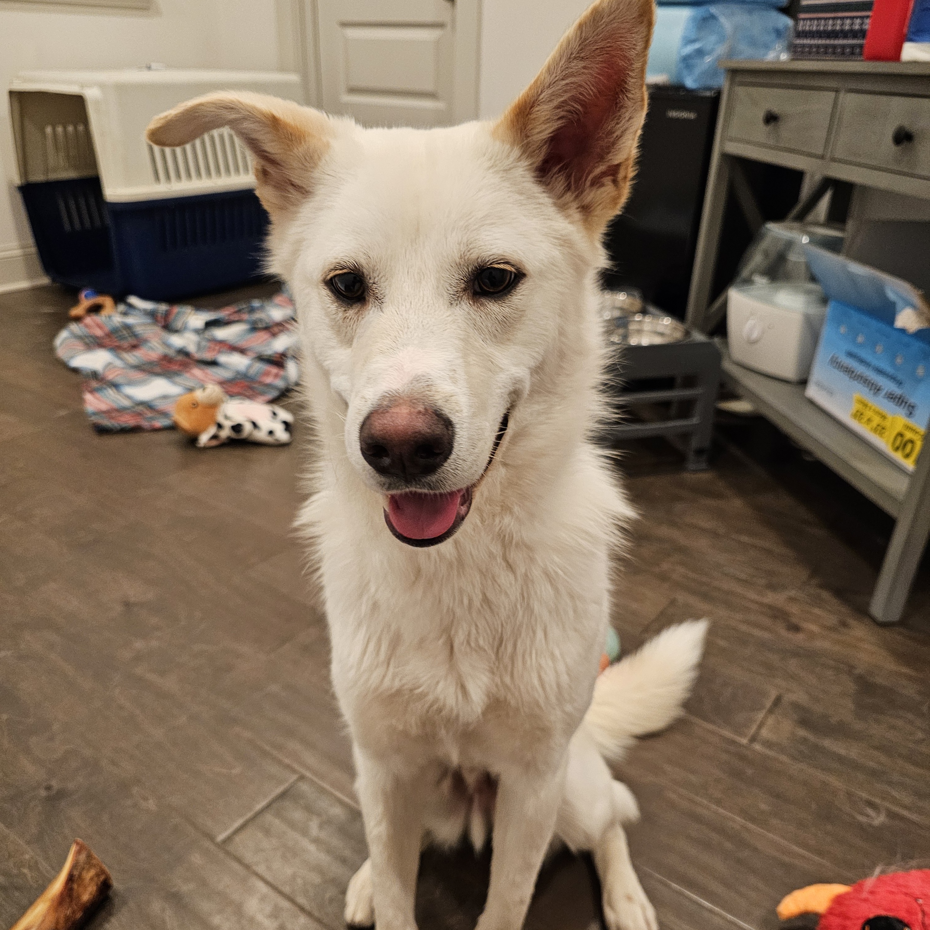 Enlarge Claude, a Adoptable mixed breed image 4/6