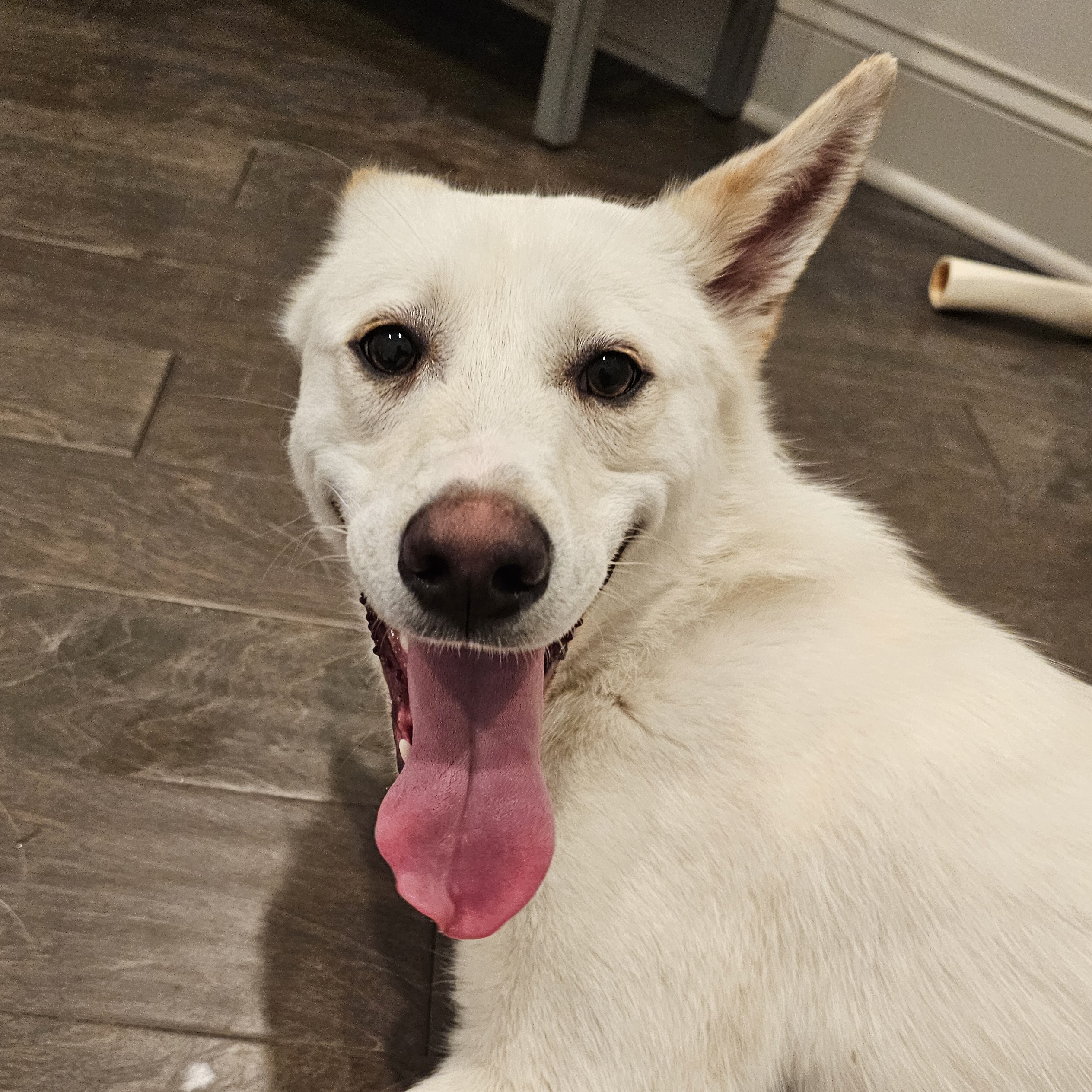 Enlarge Claude, a Adoptable mixed breed image 2/6