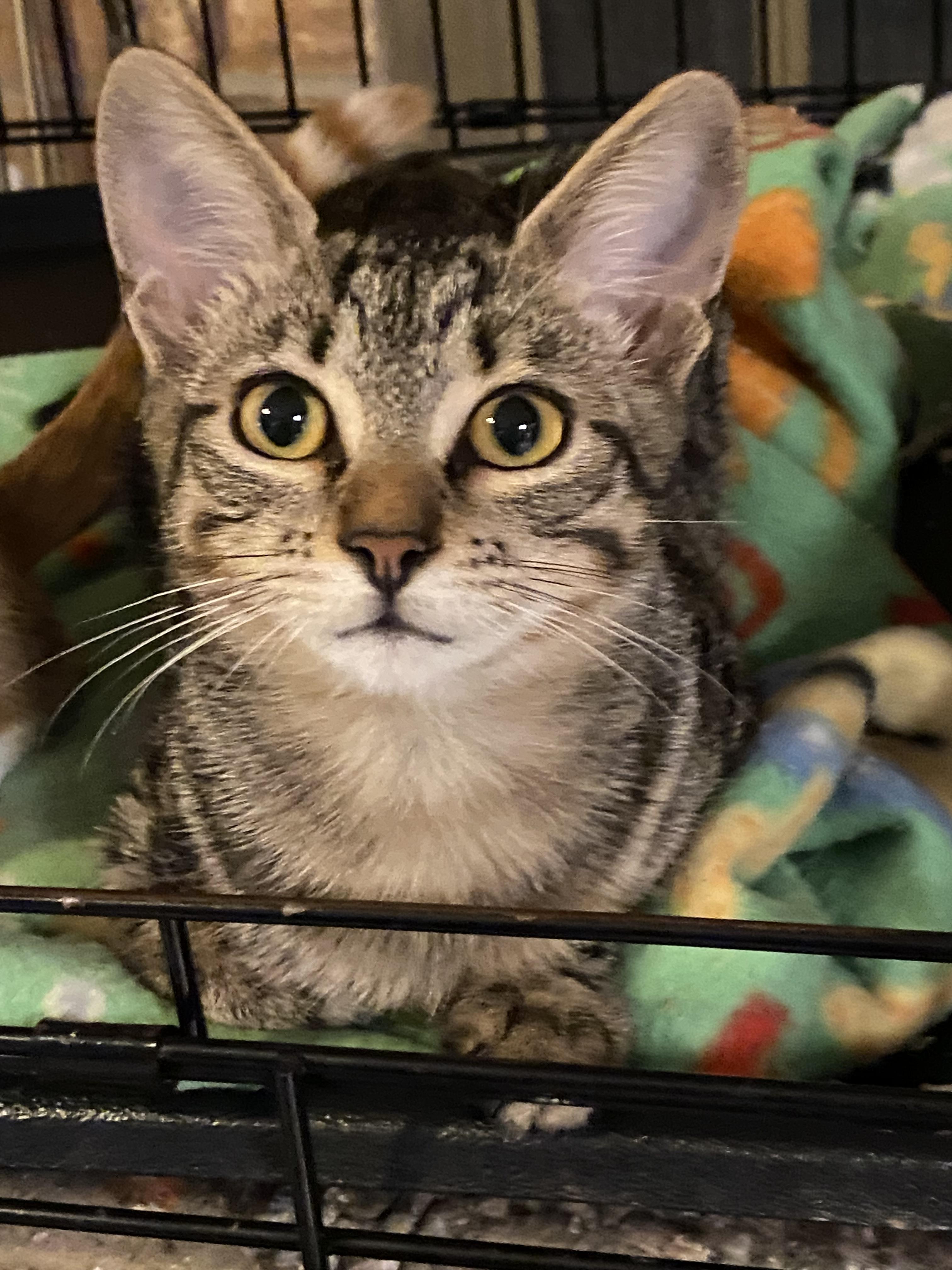 Enlarge Belle, a ADOPTABLE Domestic Short Hair in Beaumont, TX image 2/2