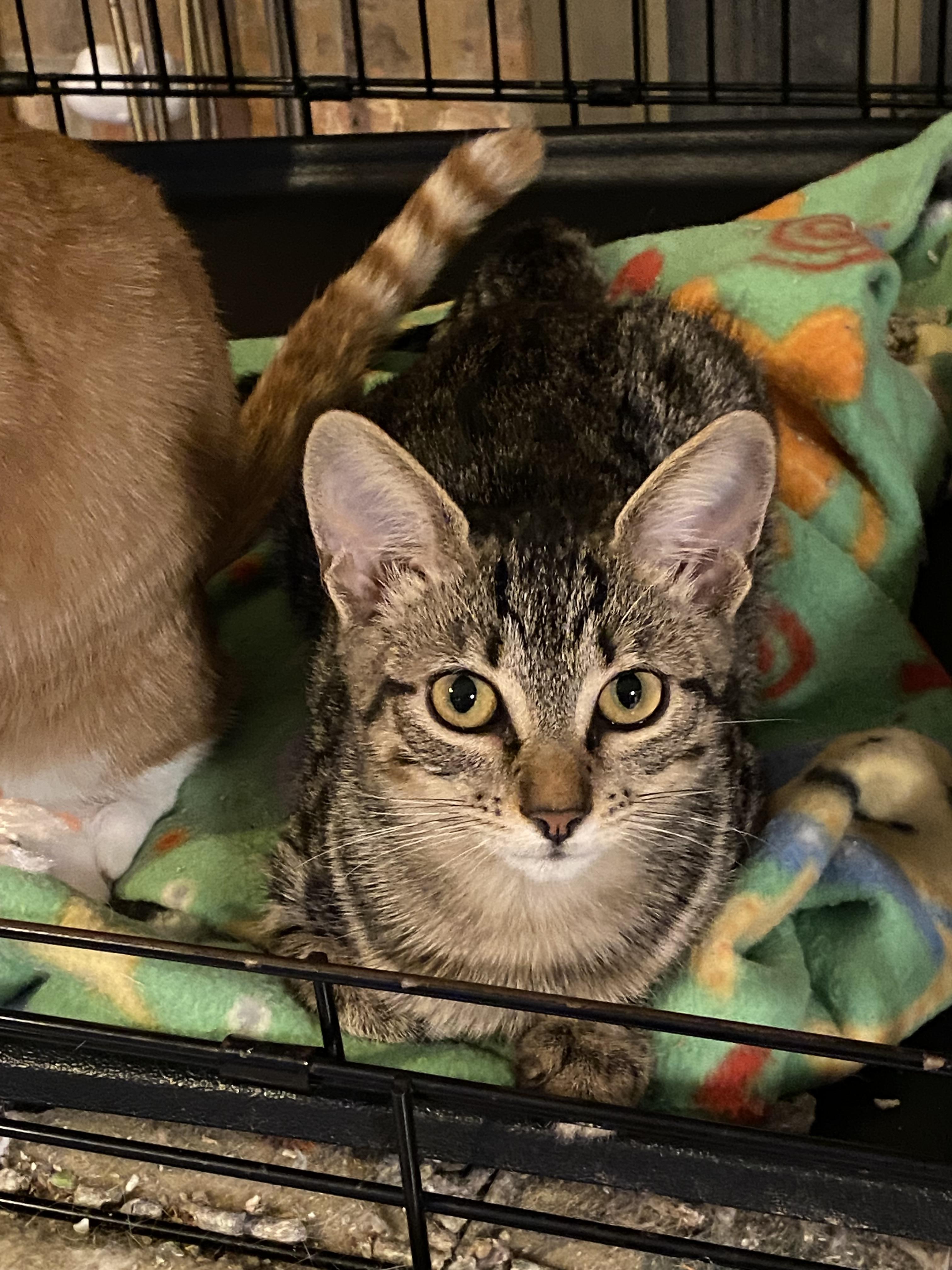 Enlarge Belle, a ADOPTABLE Domestic Short Hair in Beaumont, TX image 1/2