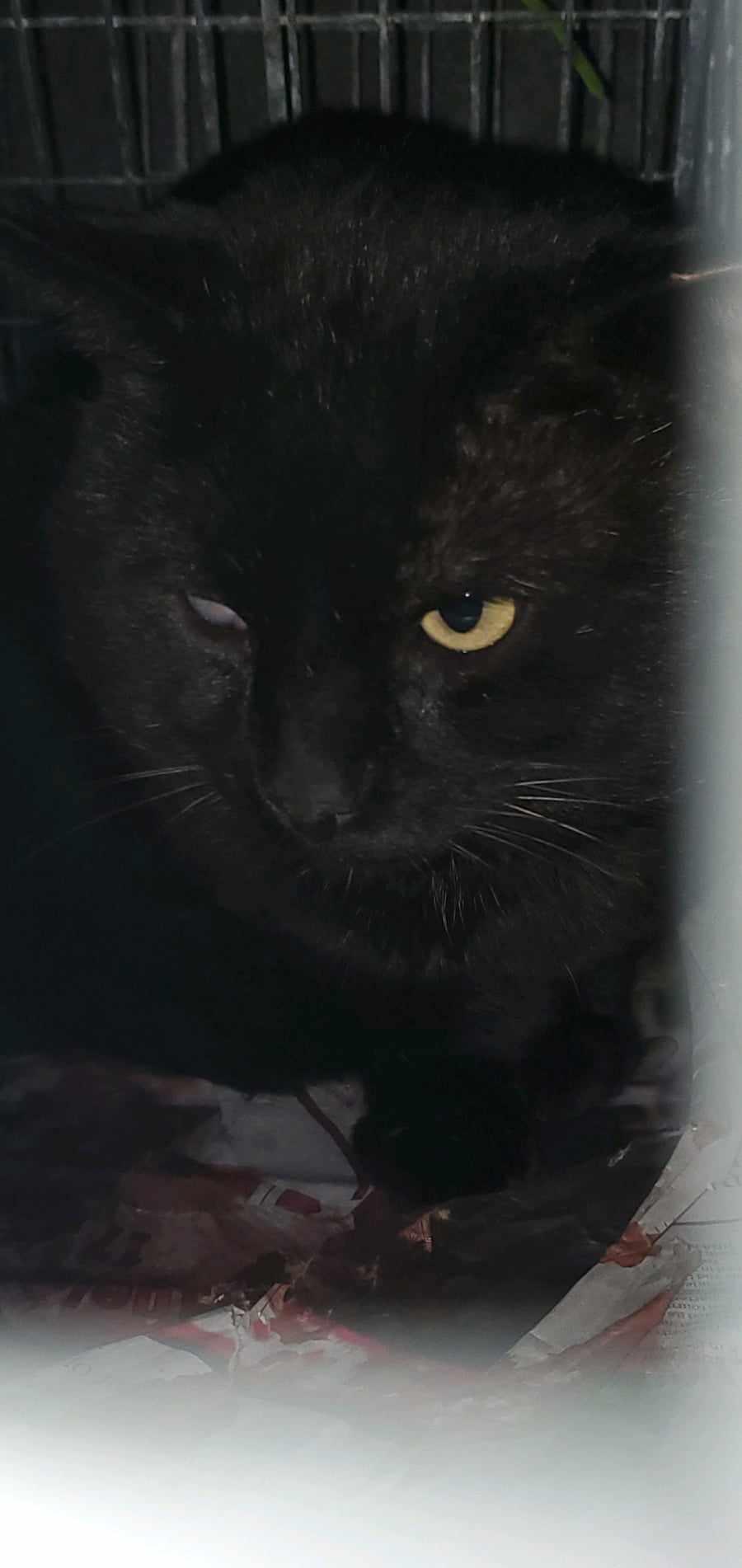 Enlarge ALGLAUDYX, a Adoptable mixed breed in HEMET, CA image 2/2