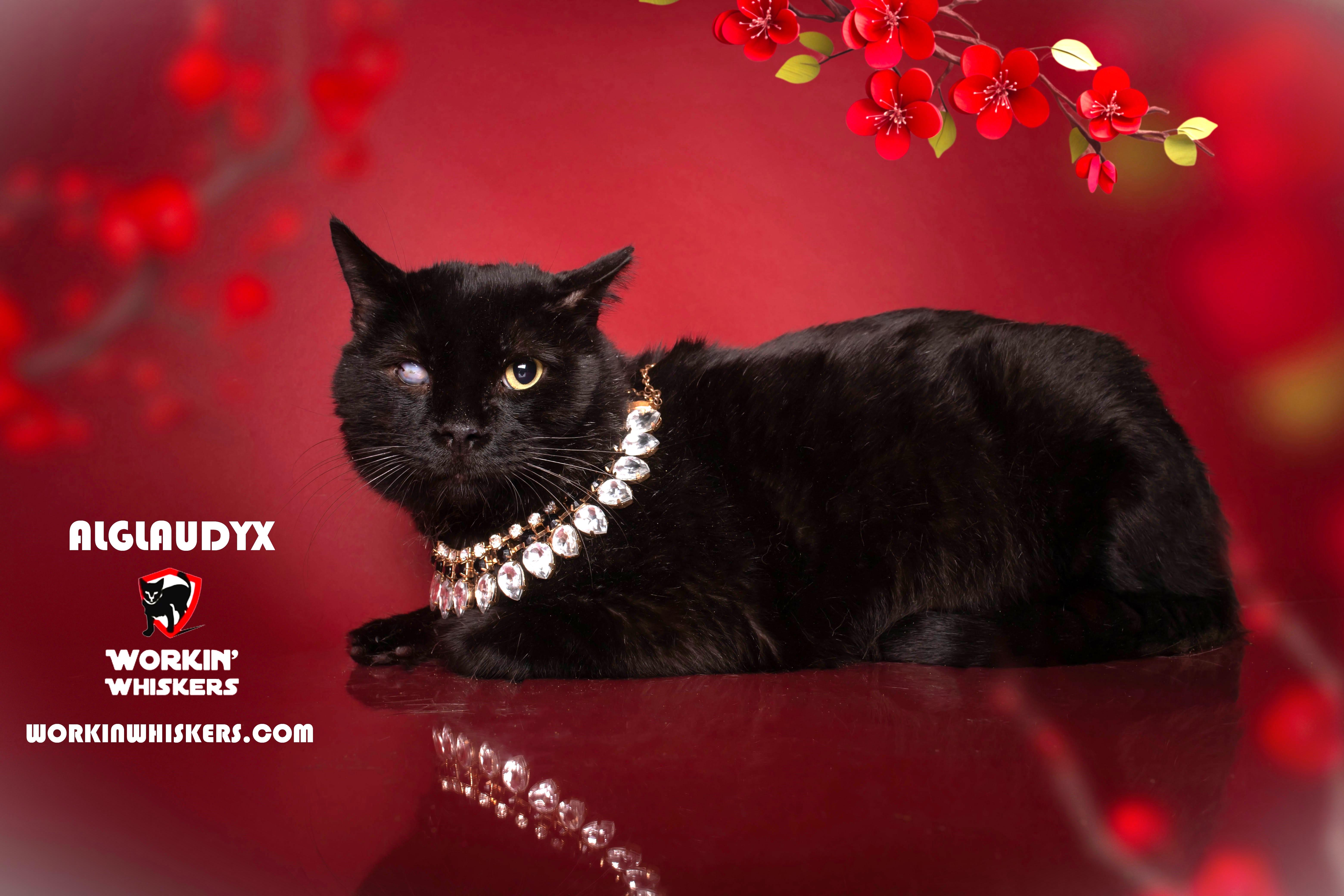 Enlarge ALGLAUDYX, a Adoptable mixed breed in HEMET, CA image 1/2