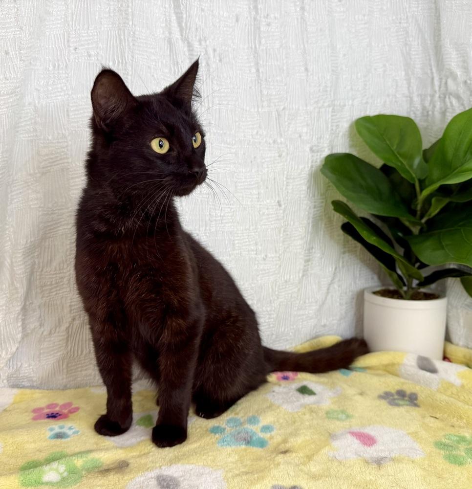 Klaus, a Adoptable Domestic Short Hair in Keene, NH image 1/5