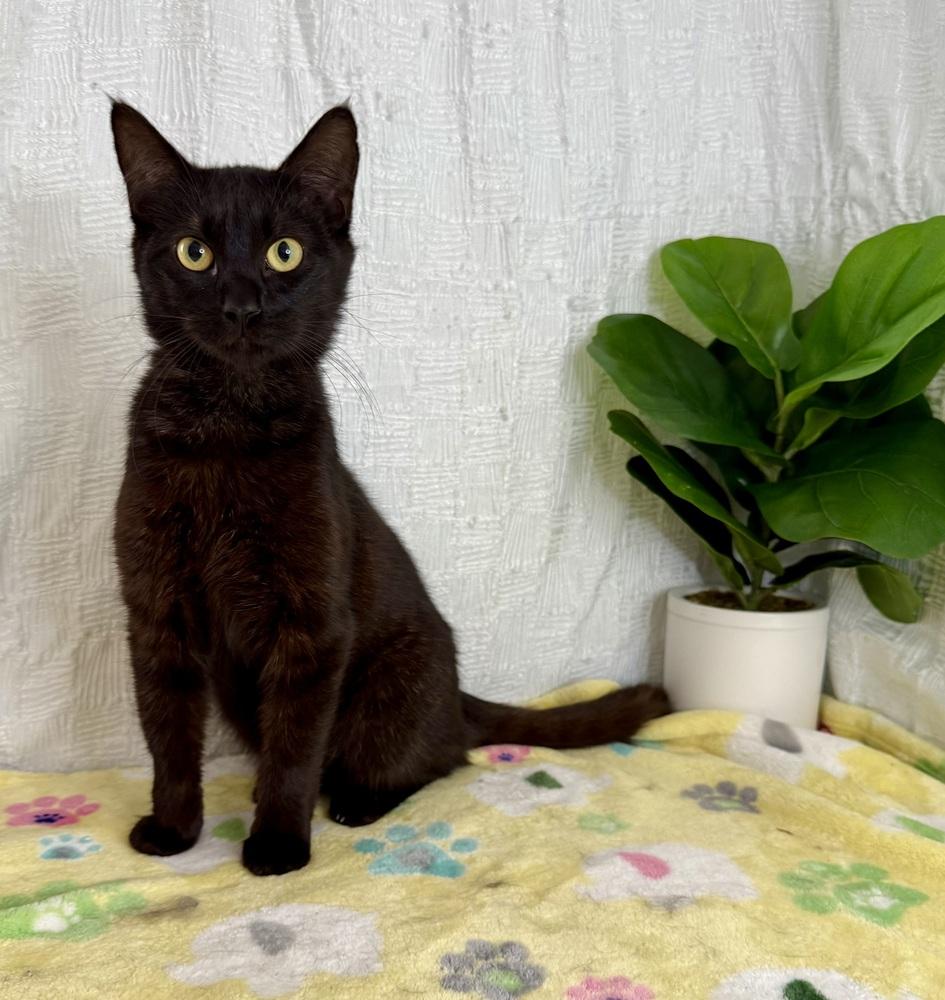 Klaus, a Adoptable Domestic Short Hair in Keene, NH image 2/5